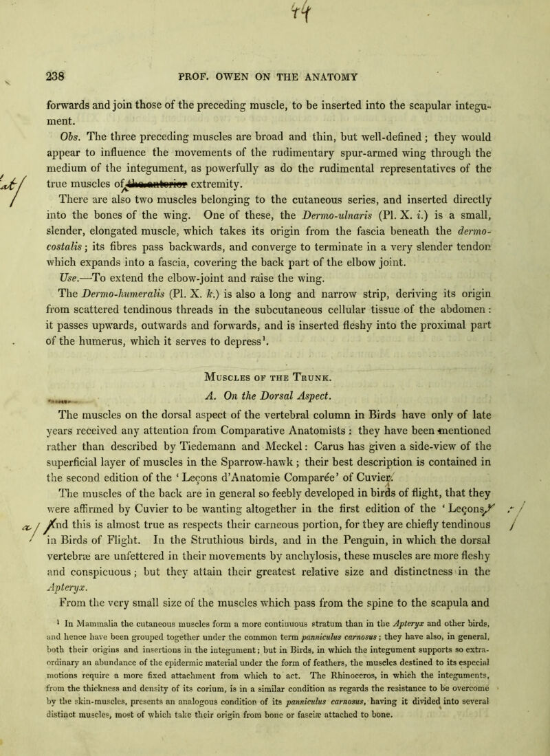 forwards and join those of the preceding muscle, to be inserted into the scapular integu- ment. Obs. The three preceding muscles are broad and thin, but well-defined; they would appear to influence the movements of the rudimentary spur-armed wing through the medium of the integument, as powerfully as do the rudimental representatives of the true muscles ofjUiaittnfeepiw extremity. There are also two muscles belonging to the cutaneous series, and inserted directly into the bones of the wing. One of these, the Dermo-ulnaris (PI. X. i.) is a small, slender, elongated muscle, which takes its origin from the fascia beneath the dermo- costalis; its fibres pass backwards, and converge to terminate in a very slender tendon which expands into a fascia, covering the back part of the elbow joint. Use.—To extend the elbow-joint and raise the wing. The Dermo-humeraUs (PI. X. k.) is also a long and narrow strip, deriving its origin from scattered tendinous threads in the subcutaneous cellular tissue of the abdomen: it passes upwards, outwards and forwards, and is inserted fleshy into the proximal part of the humerus, which it serves to depress1. Muscles of the Trunk. A. On the Dorsal Aspect. **««•••* 1 The muscles on the dorsal aspect of the vertebral column in Birds have only of late years received any attention from Comparative Anatomists : they have been mentioned rather than described by Tiedemann and Meckel: Cams has given a side-view of the superficial layer of muscles in the Sparrow-hawk; their best description is contained in the second edition of the ‘ Lecons d’Anatomie Comparee’ of Cuvier: The muscles of the back are in general so feebly developed in birds of flight, that they were affirmed by Cuvier to be wanting altogether in the first edition of the ‘ Legon^ ^fnd this is almost true as respects their carneous portion, for they are chiefly tendinous in Birds of Flight. In the Struthious birds, and in the Penguin, in which the dorsal vertebrae are unfettered in their movements by anchylosis, these muscles are more fleshy and conspicuous; but they attain their greatest relative size and distinctness in the Apteryx. From the very small size of the muscles which pass from the spine to the scapula and 1 In Mammalia the cutaneous muscles form a more continuous stratum than in the Apteryx and other birds, and hence have been grouped together under the common term panniculus carnosus; they have also, in general, both their origins and insertions in the integument; but in Birds, in which the integument supports so extra- ordinary an abundance of the epidermic material under the form of feathers, the muscles destined to its especial motions require a more fixed attachment from which to act. The Rhinoceros, in which the integuments, from the thickness and density of its corium, is in a similar condition as regards the resistance to be overcome by the skin-muscles, presents an analogous condition of its panniculus carnosus, having it divided into several distinct muscles, most of which take their origin from bone or fasciae attached to bone.