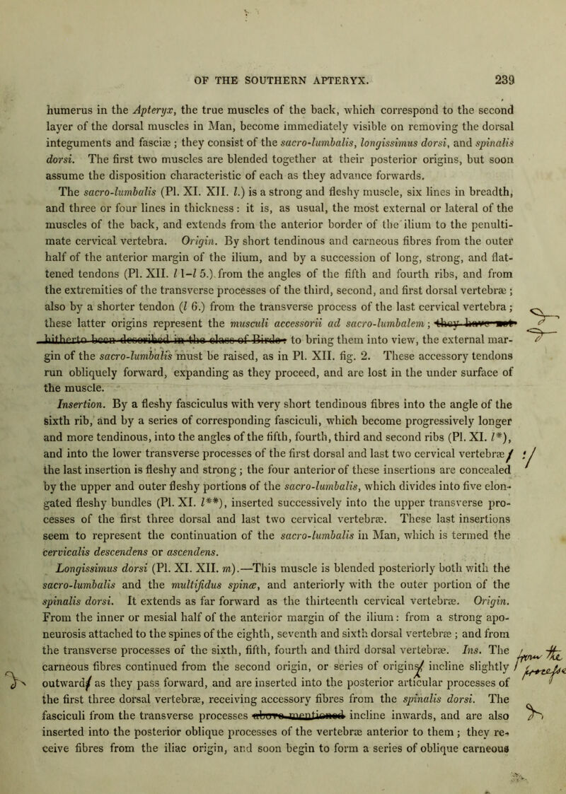 humerus in the Apteryx, the true muscles of the back, which correspond to the second layer of the dorsal muscles in Man, become immediately visible on removing the dorsal integuments and fasciae ; they consist of the sacro-lumbalis, longissimus dorsi, and spinalis dorsi. The first two muscles are blended together at their posterior origins, but soon assume the disposition characteristic of each as they advance forwards. The sacro-lumbalis (PI. XI. XII. 1.) is a strong and fleshy muscle, six lines in breadth, and three or four lines in thickness : it is, as usual, the most external or lateral of the muscles of the back, and extends from the anterior border of the ilium to the penulti- mate cervical vertebra. Origin. By short tendinous and carneous fibres from the outer half of the anterior margin of the ilium, and by a succession of long, strong, and flat- tened tendons (PI. XII. l\-l 5.) from the angles of the fifth and fourth ribs, and from the extremities of the transverse processes of the third, second, and first dorsal vertebrae ; also by a shorter tendon (l 6.) from the transverse process of the last cervical vertebra; these latter origins represent the musculi accessorii ad sacro-lumbalem; •they havg-Twfr l'opn fWrmiWi i» .tKa r>inca.,nf to bring them into view, the external mar- gin of the sacro-lumbalis must be raised, as in PI. XII. fig. 2. These accessory tendons run obliquely forward, expanding as they proceed, and are lost in the under surface of the muscle. Insertion. By a fleshy fasciculus with very short tendinous fibres into the angle of the sixth rib, and by a series of corresponding fasciculi, which become progressively longer and more tendinous, into the angles of the fifth, fourth, third and second ribs (PI. XI. /*), and into the lower transverse processes of the first dorsal and last two cervical vertebra f the last insertion is fleshy and strong ; the four anterior of these insertions are concealed by the upper and outer fleshy portions of the sacro-lumbalis, which divides into five elon- gated fleshy bundles (PI. XI. Z##), inserted successively into the upper transverse pro- cesses of the first three dorsal and last two cervical vertebra?. These last insertions seem to represent the continuation of the sacro-lumbalis in Man, which is termed the cervicalis descendens or ascendens. Longissimus dorsi (PI. XI. XII. m).—This muscle is blended posteriorly both with the sacro-lumbalis and the multijidus spines, and anteriorly with the outer portion of the spinalis dorsi. It extends as far forward as the thirteenth cervical vertebra. Origin. From the inner or mesial half of the anterior margin of the ilium: from a strong apo- neurosis attached to the spines of the eighth, seventh and sixth dorsal vertebra ; and from the transverse processes of the sixth, fifth, fourth and third dorsal vertebra. Ins. The carneous fibres continued from the second origin, or series of origin^ incline slightly 'n outward^ as they pass forward, and are inserted into the posterior articular processes of the first three dorsal vertebra, receiving accessory fibres from the spinalis dorsi. The fasciculi from the transverse processes rrlr-rm mrntirnmil incline inwards, and are also inserted into the posterior oblique processes of the vertebrae anterior to them; they re-* ceive fibres from the iliac origin, and soon begin to form a series of oblique carneous
