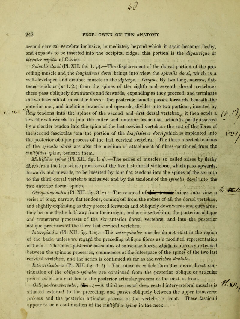 second cervical vertebrae inclusive, immediately beyond which it again becomes fleshy, and expands to be inserted into the occipital ridge: this portion is the digastrique or biventer capitis of Cuvier. Spinalis dorsi (PI. XII. fig. 1. p).—The displacement of the dorsal portion of the pre- ceding muscle and the longissimus dorsi brings into view the spinalis dorsi, which is a well-developed and distinct muscle in the Apteryx. Origin. By two long, narrow, flat- tened tendons (p, 1.2.) from the spines of the eighth and seventh dorsal vertebrae: these pass obliquely downwards and forwards, expanding as they proceed, and terminate in two fasciculi of muscular fibres: the posterior bundle passes forwards beneath the anterior one, and inclining inwards and upwards, divides into two portions, inserted by l^ng tendons into the spines of the second and first dorsal vertebraeA; it then sends a few fibres forwards to join the outer and anterior fasciculus, which'is partly inserted by a slender tendon into the spine of the last cervical vertebra: the rest of the fibres of the second fasciculus join the portion of the longissimus dorsiAwhich is implanted into the posterior oblique process of the last cervical vertebra. The three inserted tendons of the spinalis dorsi are also the medium of attachment of fibres continued, from the multijidus spince, beneath them. Multijidus spince (PI. XII. fig. 1. q).—The series of muscles so called arises by fleshy fibres from the transverse processes of the five last dorsal vertebrse, which pass upwards, forwards and inwards, to be inserted by four flat tendons into the spines of the seventh to the third dorsal vertebrae inclusive, and by the tendons of the spinalis dorsi into the two anterior dorsal spines. Obliquo-spinales (PI. XII. fig. 3, r).-—The removal of tfeie* brings into view a series of long, narrow, flat tendons, coming off from the spines of all the dorsal vertebrae, and slightly expanding as they proceed forwards and obliquely downwards and outwards ; they become fleshy half-way from their origin, and are inserted into the posterior oblique and transverse processes of the six anterior dorsal vertebrae, and into the posterior oblique processes of the three last cervical vertebrae. Inlerspinales (PI. XII. fig. 3. s).—The interspinales muscles do not exist in the region of the back, unless we regard the preceding oblique fibres as a modified representation of them. The most posterior fasciculus of muscular fibres, w,ly.qh. is directly extended between the spinous processes, commences at the interspace of the spines of the two last cervical vertebrae, and the series is continued as far as the vertebra dentata. Inter articular es (Pi. XII. fig. 3. t).—The muscles which form the more direct con- tinuation of the obliquo-spinales are continued from the posterior oblique or articular processes of one vertebra to the posterior articular process of the next in front Obliquo-iransversalcs, ('U* v.)—A third scries of deep-seated intervertebral muscles is situated external to the preceding, and passes obliquely between the upper transverse process and the posterior articular process of the vertebra in front. These fasciculi appear to be a continuation of the multijidus spincc in the neck.