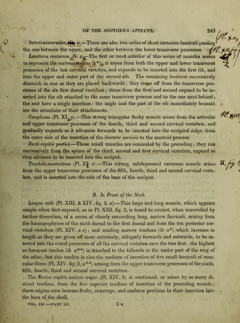 Intertransversalesw.—There are also two series of short carneous fasciculi passing the one between the upper, and the other between the lower transverse processes. Levatores costarum, Ib. x.r—‘The first or most anterior of this series of muscles seems A- ^ r to represent the scalenus medius (x*); it arises from both the upper and lower transverse processes of the last cervical vertebra, and expands to be inserted into the first rib, and into the upper and outer part of the second rib. The remaining levatores successively diminish in size as they are placed backwards; they come off from the transverse pro- cesses of the six first dorsal vertebrae ; those from the first and second expand to be in- serted into the rib attached to the same transverse process and to the one next behind ; the rest have a single insertion: the angle and the part of the rib immediately beneath are the situations of their attachments. Complexus (PI. XI. y).—This strong triangular fleshy muscle arises from the articular and upper transverse processes of the fourth, third and second cervical vertebrae, and gradually expands as it advances forwards to be inserted into the occipital ridge, from the outer side of the insertion of the biventer cervicis to the mastoid process. Recti capitis postici.—These small muscles are concealed by the preceding ; they rise successively from the spines of the third, second and first cervical vertebrae, expand as they advance to be inserted into the occiput. Trachelo-mastoideus (PI. Xk. z).—This strong, subdepressed carneous muscle arises from the upper transverse processes of the fifth, fourth, third and second cervical verte- brae, and is inserted into the side of the base of the occiput. - %) ,, - ‘ . B. In Front of the Neck. Longus colli (PI. XIII. & XIV.. fig. 2. a).—This large and long muscle, which appears simple when first exposed, as in PI. XIII. fig. 2, is found to consist, when unravelled by further dissection, of a series of closely succeeding long, narrow fasciculi, arising from the haemapophyses of the sixth dorsal to the first dorsal and from the ten posterior cer- vical vertebrae (PI. XIV. a a) ; and sending narrow tendons (ib. a*) which increase in length as they are given off more anteriorly, obliquely forwards and outwards, to be in- serted into the costal processes of all the cervical vertebrae save the two first: the highest or foremost tendon (ib. a**) is attached to the tubercle at the under part of the ring of the atlas ; but this tendon is also the medium of insertion of five small fasciculi of mus- cular fibres (PI. XIV. fig. 2, a**) arising from the upper transverse processes of the sixth, fifth, fourth, third and second cervical vertebrae. , The Rectus capitis anticus major (PI. XIV. b) is continued, or arises by as many di- stinct tendons, from the five superior tendons of insertion of the preceding muscle; these origins soon become fleshy, converge, and coalesce previous to their insertion into the base of the skull. VOL. ih.—PART III. . 2 K