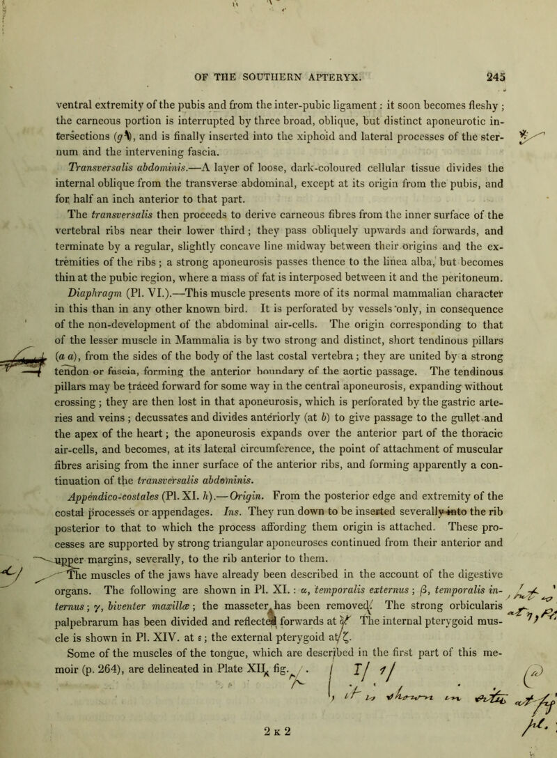 H OF THE SOUTHERN APTERYX. 245 ventral extremity of the pubis and from the inter-pubic ligament: it soon becomes fleshy ; the carneous portion is interrupted by three broad, oblique, but distinct aponeurotic in- tersections (g\), and is finally inserted into the xiphoid and lateral processes of the ster- num and the intervening fascia. Transversalis abdominis.—A layer of loose, dark-coloured cellular tissue divides the internal oblique from the transverse abdominal, except at its origin from the pubis, and for^ half an inch anterior to that part. The transversalis then proceeds to derive carneous fibres from the inner surface of the vertebral ribs near their lower third; they pass obliquely upwards and forwards, and terminate by a regular, slightly concave line midway between their origins and the ex- tremities of the ribs; a strong aponeurosis passes thence to the linea alba, but becomes thin at the pubic region, where a mass of fat is interposed between it and the peritoneum. Diaphragm (PI. VI.).—This muscle presents more of its normal mammalian character in this than in any other known bird. It is perforated by vessels’only, in consequence of the non-development of the abdominal air-cells. The origin corresponding to that of the lesser muscle in Mammalia is by two strong and distinct, short tendinous pillars (a a), from the sides of the body of the last costal vertebra; they are united by a strong tendon or fascia, forming the anterior boundary of the aortic passage. The tendinous pillars may be traced forward for some way in the central aponeurosis, expanding without crossing; they are then lost in that aponeurosis, which is perforated by the gastric arte- ries and veins ; decussates and divides anteriorly (at b) to give passage to the gullet and the apex of the heart; the aponeurosis expands over the anterior part of the thoracic air-cells, and becomes, at its lateral circumference, the point of attachment of muscular fibres arising from the inner surface of the anterior ribs, and forming apparently a con- tinuation of the transversalis abdominis. Appendico-costales (PI. XI. h).— Origin. From the posterior edge and extremity of the costal processes or appendages. Ins. They run down to be inserted severally+nto the rib posterior to that to which the process afi'ording them origin is attached. These pro- cesses are supported by strong triangular aponeuroses continued from their anterior and upper margins, severally, to the rib anterior to them. The muscles of the jaws have already been described in the account of the digestive organs. The following are shown in PI. XI. : a, temporalis externus ; (8, temporalis in- ternus; y, biventer maxillae; the masseter^has been removecF The strong orbicularis palpebrarum has been divided and reflected forwards at of The internal pterygoid mus- cle is shown in PI. XIV. at a; the external pterygoid ai/£. Some of the muscles of the tongue, which are described in the first part of this me- moir (p. 264), are delineated in Plate XII^ fig.^ . ) Tj 1 j ’; i ? I't r-yx A c rc) /*/. ; 2 k 2
