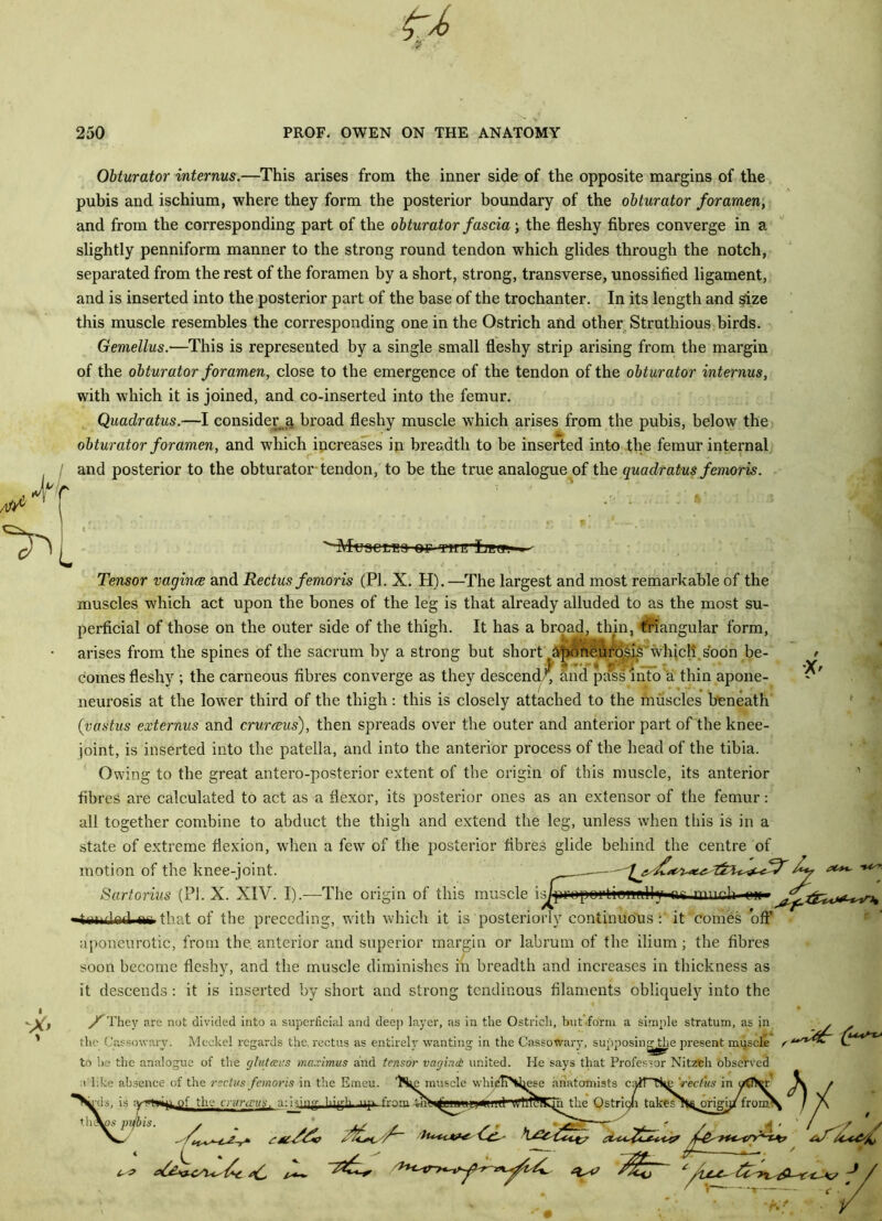 Obturator interms.—This arises from the inner side of the opposite margins of the pubis and ischium, where they form the posterior boundary of the obturator foramen, and from the corresponding part of the obturator fascia; the fleshy fibres converge in a slightly penniform manner to the strong round tendon which glides through the notch, separated from the rest of the foramen by a short, strong, transverse, unossified ligament, and is inserted into the posterior part of the base of the trochanter. In its length and size this muscle resembles the corresponding one in the Ostrich and other Struthious birds. Gemellus.—This is represented by a single small fleshy strip arising from the margin of the obturator foramen, close to the emergence of the tendon of the obturator internus, with which it is joined, and co-inserted into the femur. Quadratus.—I consider a broad fleshy muscle which arises from the pubis, below the obturator foramen, and which increases in breadth to be inserted into the femur internal r' , * and posterior to the obturator tendon, to be the true analogue of the quadratus femoris. ~MuDCLli!!3 Ufr- Tensor vagina and Rectus femoris (PI. X. H).—The largest and most remarkable of the muscles which act upon the bones of the leg is that already alluded to as the most su- perficial of those on the outer side of the thigh. It has a broad, thin, triangular form, arises from the spines of the sacrum by a strong but short Aponeurosis which.soon be- > comes fleshy ; the carneous fibres converge as they descend , and pass into a thin apone- neurosis at the lower third of the thigh: this is closely attached to the muscles beneath (■vastus externus and crureeus), then spreads over the outer and anterior part of the knee- joint, is inserted into the patella, and into the anterior process of the head of the tibia. Owing to the great antero-posterior extent of the origin of this muscle, its anterior fibres are calculated to act as a flexor, its posterior ones as an extensor of the femur: all together combine to abduct the thigh and extend the leg, unless when this is in a state of extreme flexion, when a few of the posterior fibres glide behind the centre of motion of the knee-joint. ^ t***- Sartorius (PI. X. XIV. I).—The origin of this muscle isjpropoiflmwwlly m? much ok » 4wiir.lad.«a that of the preceding, with which it is posteriorly continuous: it comes off' aponeurotic, from the. anterior and superior margin or labrum of the ilium; the fibres soon become fleshy, and the muscle diminishes in breadth and increases in thickness as it descends: it is inserted by short and strong tendinous filaments obliquely into the /They arc not divided into a superficial and deep layer, as in the Ostrich, but form a simple stratum, as in the Cassowary. Meckel regards the, rectus as entirely wanting in the Cassowary, supposing the present muscle to be the analogue of the glutceus maximus and tensor vaginae united, a like absence of the rectus femoris in the Emeu. 'Nm muscle whi am wh-ds, is iWPtaiMj-of the cruraus. a: :jjmg high up- from He says that Professor Nitzch observed / } ■ C  /