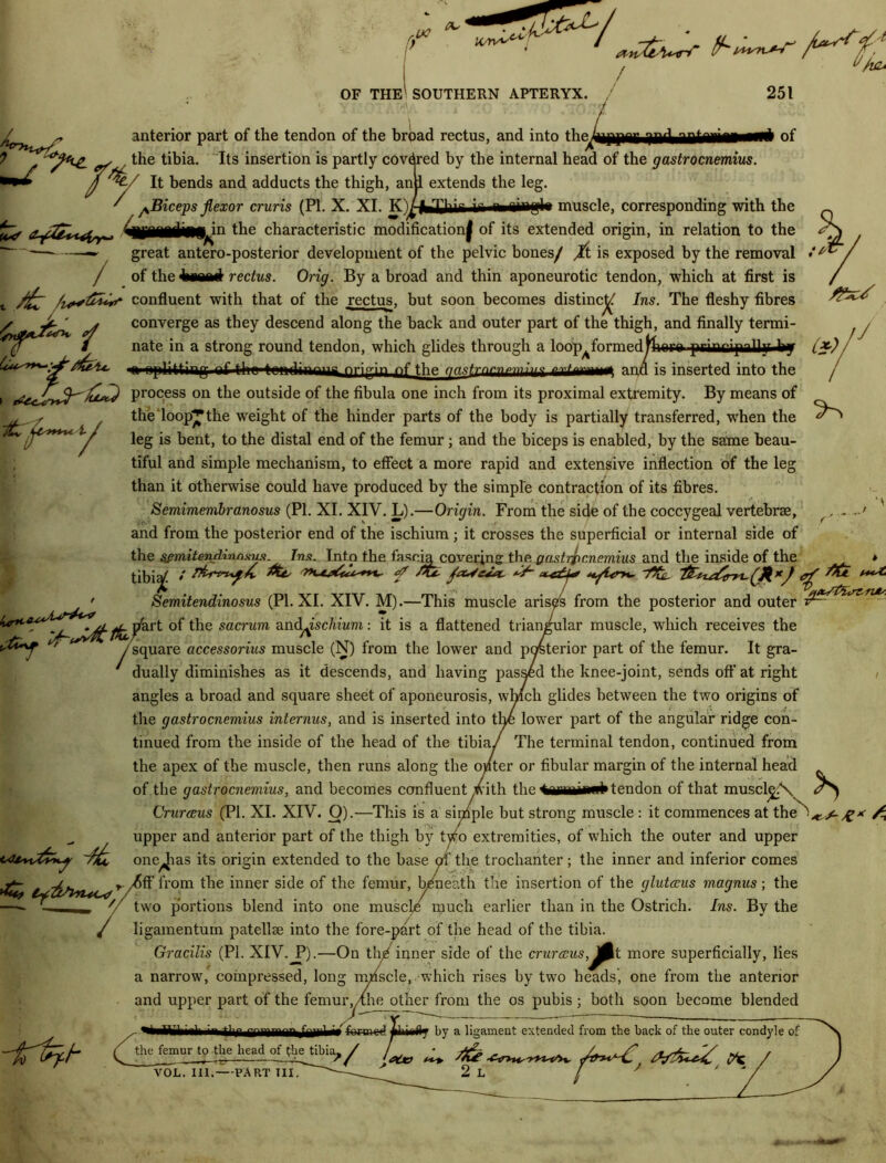 0 uc Ci- OF THE SOUTHERN APTERYX. r***z£ la ■t /VZa anterior part of the tendon of the broad rectus, and into the/ the tibia. Its insertion is partly covered by the internal head of the gastrocnemius. It bends and adducts the thigh, ana extends the leg. ^Biceps flexor cruris (PI. X. XI. muscle, corresponding with the Jw' the characteristic modification! of its extended origin, in relation to the -— ——' great antero-posterior development of the pelvic bones/ X is exposed by the removal ‘ ^ / of the Immd rectus. Orig. By a broad and thin aponeurotic tendon, which at first is t confluent with that of the rectus, but soon becomes distincj^ Ins. The fleshy fibres |r ^ converge as they descend along the back and outer part of the thigh, and finally termi- (1 # nate in a strong round tendon, which glides through a 1™p//——) j—^^1” a is i W ^**'4*' n nplitting nf thr trndinmiF origin pf the qastmr'npm’nis z^Im***** and is inserted into the » process on the outside of the fibula one inch from its proximal extremity. By means of the loop^the weight of the hinder parts of the body is partially transferred, when the leg is bent, to the distal end of the femur; and the biceps is enabled, by the same beau- tiful and simple mechanism, to effect a more rapid and extensive inflection of the leg than it otherwise could have produced by the simple contraction of its fibres. Semimembranosus (PI. XI. XIV. L).—Origin. From the side of the coccygeal vertebrae, . - and from the posterior end of the ischium; it crosses the superficial or internal side of the sjmitendinnMus. Tns. Into the fascia covering the gastrocnemius and the inside of the * tibia£ • /<& faSeOt. Xta ft* ***** ' Semitendinosus (PI. XI. XIV. M).—This muscle arises from the posterior and outer ft pkrt of the sacrum and^scliium: it is a flattened triangular muscle, which receives the ‘S' /square accessorius muscle (N) from the lower and posterior part of the femur. It gra- dually diminishes as it descends, and having passed the knee-joint, sends off' at right angles a broad and square sheet of aponeurosis, which glides between the two origins of the gastrocnemius internus, and is inserted into the lower part of the angular ridge con- tinued from the inside of the head of the tibia/ The terminal tendon, continued from the apex of the muscle, then runs along the oyiter or fibular margin of the internal head of the gastrocnemius, and becomes confluent with the ^aBnaifliittendon of that muscl^N, Crurceus (PI. XI. XIV. O).—This is a sipiple but strong muscle : it commences at the/^/; upper and anterior part of the thigh by two extremities, of which the outer and upper one^ias its origin extended to the base gi the trochanter; the inner and inferior comes fF from the inner side of the femur, beneath the insertion of the glutceus magnus; the two portions blend into one muscle much earlier than in the Ostrich. Ins. By the ligamentum patellae into the fore-part of the head of the tibia. Gracilis (PI. XIV. P).—On thg inner side of the crurceus,more superficially, lies a narrow, compressed, long mpscle, which rises by two heads, one from the anterior and upper part of the femur,/the other from the os pubis ; both soon become blended -irfcft- Wli'il •- tu formed fcliimfly by a ligament extended from the back of the outer condyle of ^the femur to the head of the tibia^ ^ VOL. III.—PART III. >/ J / y