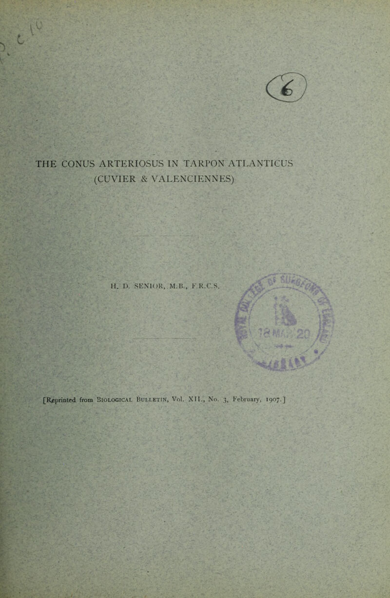 (CUVIER & valenciennp:s) H. n. SENIOR, M.15., F.R.C.S. V [Reprinted from Biological Bulletin, Vol. XII., No. 3, February, 1907.]