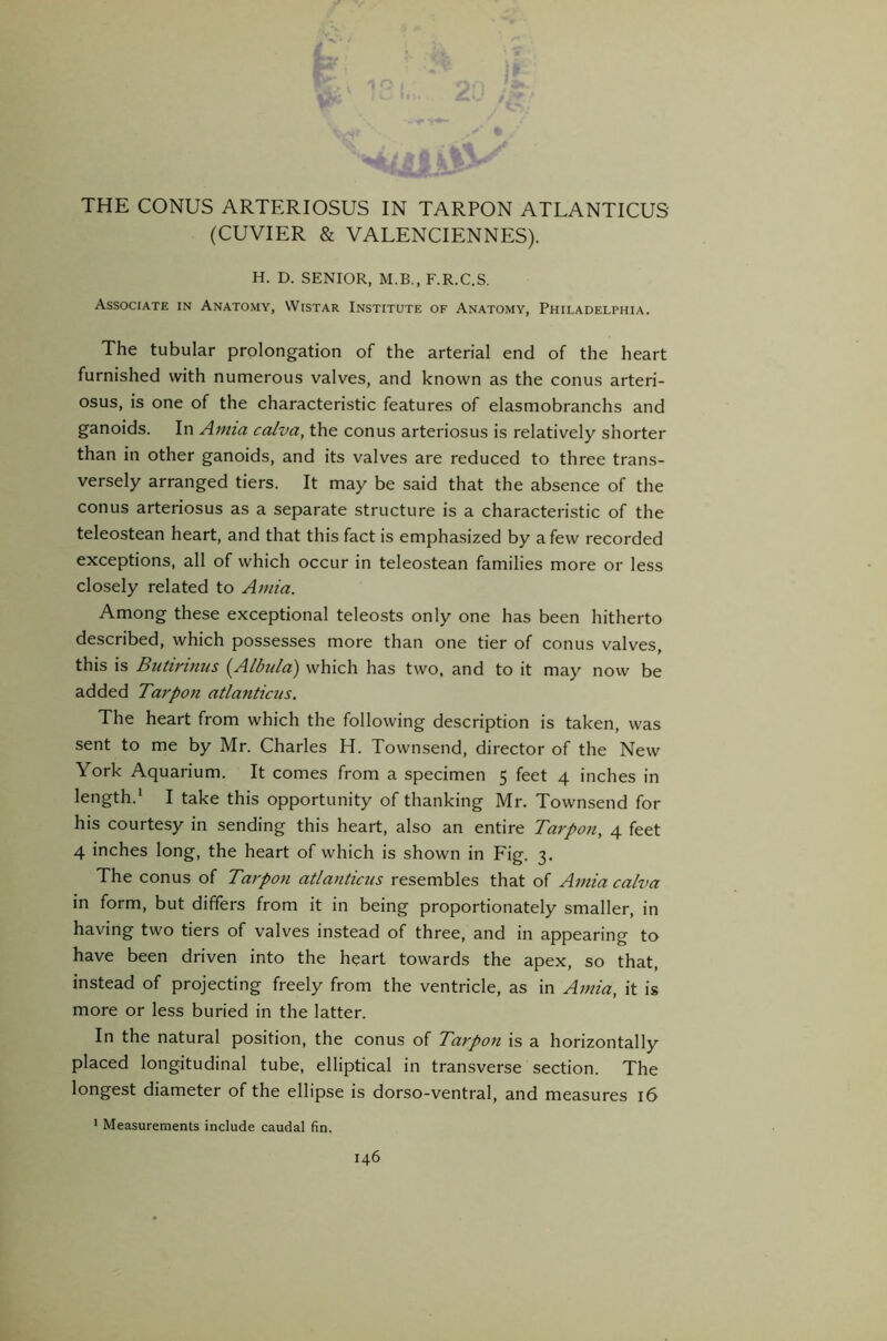 (CUVIER & VALENCIENNES). H. D. SENIOR, M.B., F.R.C.S. Associate in Anatomy, Wistar Institute of Anatomy, Philadelphia. The tubular prolongation of the arterial end of the heart furnished with numerous valves, and known as the conus arteri- osus, is one of the characteristic features of elasmobranchs and ganoids. In Atma calva, the conus arteriosus is relatively shorter than in other ganoids, and its valves are reduced to three trans- versely arranged tiers. It may be said that the absence of the conus arteriosus as a separate structure is a characteristic of the teleostean heart, and that this fact is emphasized by a few recorded exceptions, all of which occur in teleostean families more or less closely related to Amia. Among these exceptional teleosts only one has been hitherto described, which possesses more than one tier of conus valves, this is Butirinus (Albula) which has two. and to it may now be added Tarpon atlanticus. The heart from which the following description is taken, was sent to me by Mr. Charles H. Townsend, director of the New York Aquarium. It comes from a specimen 5 feet 4 inches in length.‘ I take this opportunity of thanking Mr. Townsend for his courtesy in sending this heart, also an entire Tarpon, 4 feet 4 inches long, the heart of which is shown in Fig. 3. The conus of Tarpon atlanticus resembles that of Amia calva in form, but differs from it in being proportionately smaller, in having two tiers of valves instead of three, and in appearing to have been driven into the heart towards the apex, so that, instead of projecting freely from the ventricle, as in A7nia, it is more or less buried in the latter. In the natural position, the conus of Tarpon is a horizontally placed longitudinal tube, elliptical in transverse section. The longest diameter of the ellipse is dorso-ventral, and measures 16 * Measurements include caudal fin.