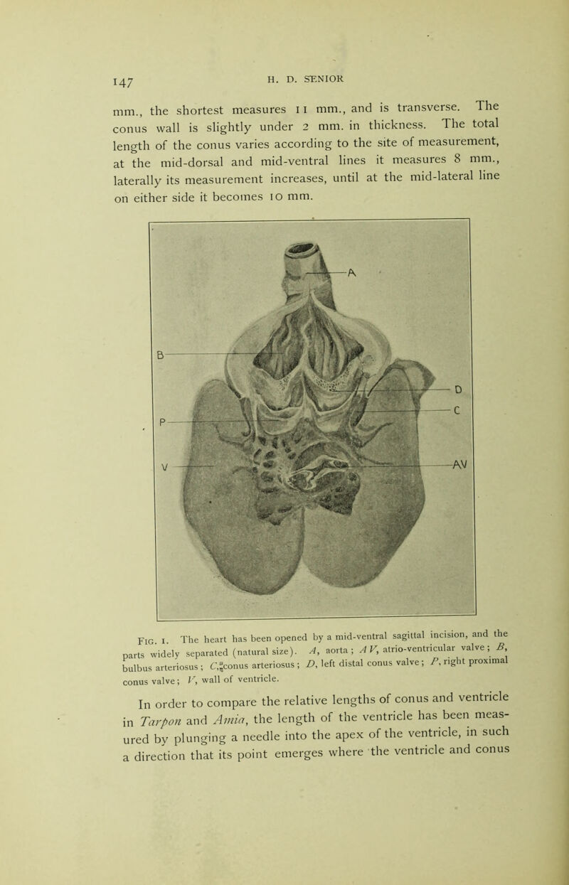 mm., the shortest measures 11 mm., and is transverse. The conus wall is slightly under 2 mm. in thickness. The total length of the conus varies according to the site of measurement, at the mid-dorsal and mid-ventral lines it measures 8 mm., laterally its measurement increases, until at the mid-lateral line on either side it becomes lO mm. Fig I The heart has been opened by a mid-ventral sagittal incision, and the parts vvidely separated (natural size). A, aorta; AV, atrio-ventriciilar valve; B bulbus arteriosus; 6-conus arteriosus ; A left distal conus valve; A right proximal conus valve; V, wall of ventricle. In order to compare the relative lengths of conus and ventricle in Tarpon and Amia, the length of the ventricle has been meas- ured by plunging a needle into the apex of the ventricle, in such a direction that its point emerges where the ventricle and conus