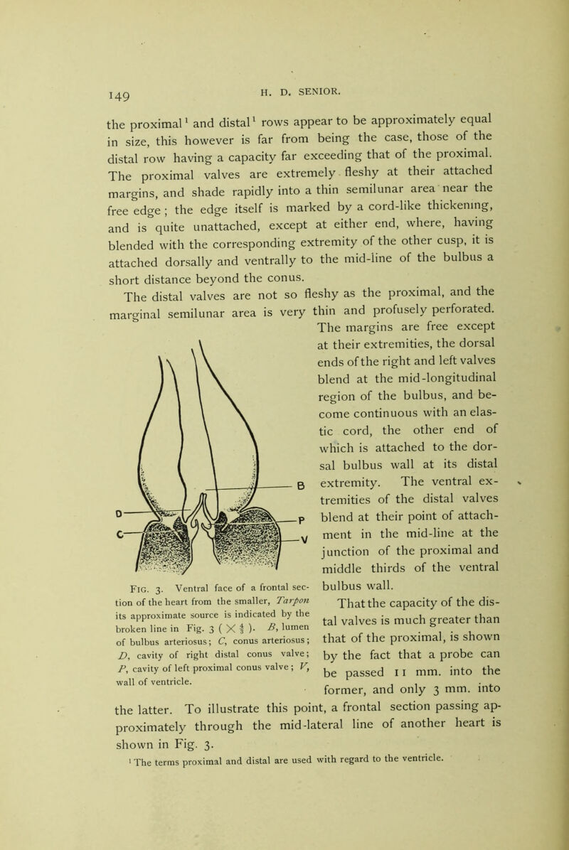 the proximal' and distal' rows appear to be approximately equal in size, this however is far from being the case, those of the distal row having a capacity far exceeding that of the proximal. The proximal valves are extremely fleshy at their attached margins, and shade rapidly into a thin semilunar area near the free edge ; the edge itself is marked by a cord-like thickening, and is quite unattached, except at either end, where, having blended with the corresponding extremity of the other cusp, it is attached dorsally and ventrally to the mid-line of the bulbus a short distance beyond the conus. The distal valves are not so marginal semilunar area is very Fig. 3. Ventral face of a frontal sec- tion of the heart from the smaller. Tarpon its approximate source is indicated by the broken line in Fig. 3 ( X I )• B, lumen of bulbus arteriosus; C, conus arteriosus ; D, cavity of right distal conus valve; F, cavity of left proximal conus valve ; V, wall of ventricle. the latter, proximately shown in Fig. 3. ' The terms proximal fleshy as the proximal, and the thin and profusely perforated. The margins are free except at their extremities, the dorsal ends of the right and left valves blend at the mid-longitudinal region of the bulbus, and be- come continuous with an elas- tic cord, the other end of which is attached to the dor- sal bulbus wall at its distal extremity. The ventral ex- tremities of the distal valves blend at their point of attach- ment in the mid-line at the junction of the proximal and middle thirds of the ventral bulbus wall. That the capacity of the dis- tal valves is much greater than that of the proximal, is shown by the fact that a probe can be passed 11 mm. into the former, and only 3 mm. into section passing ap- of another heart is To illustrate this point, a frontal through the mid-lateral line and distal are used with regard to the ventricle.
