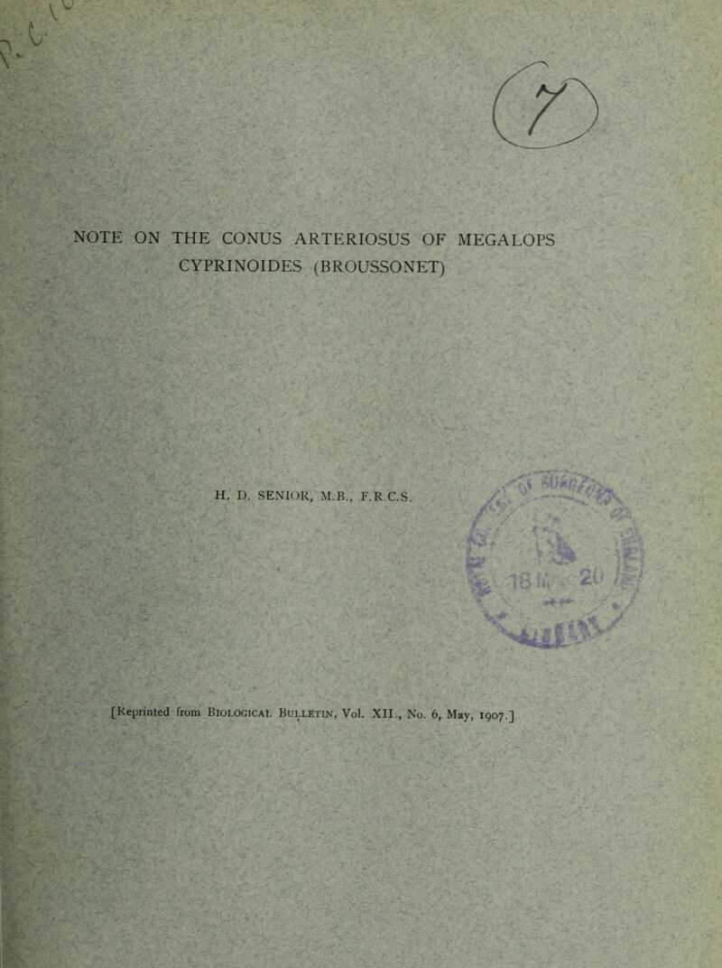 NOTE ON THE CONUS ARTERIOSUS OF MEGALOPS CYPRINOIDES (BROUSSONP;T) i H. D. SENIOR, M.B., F.R.C.S. [Reprinted from Biological Bulletin, Vol. XII., No. 6, May, 1907.]