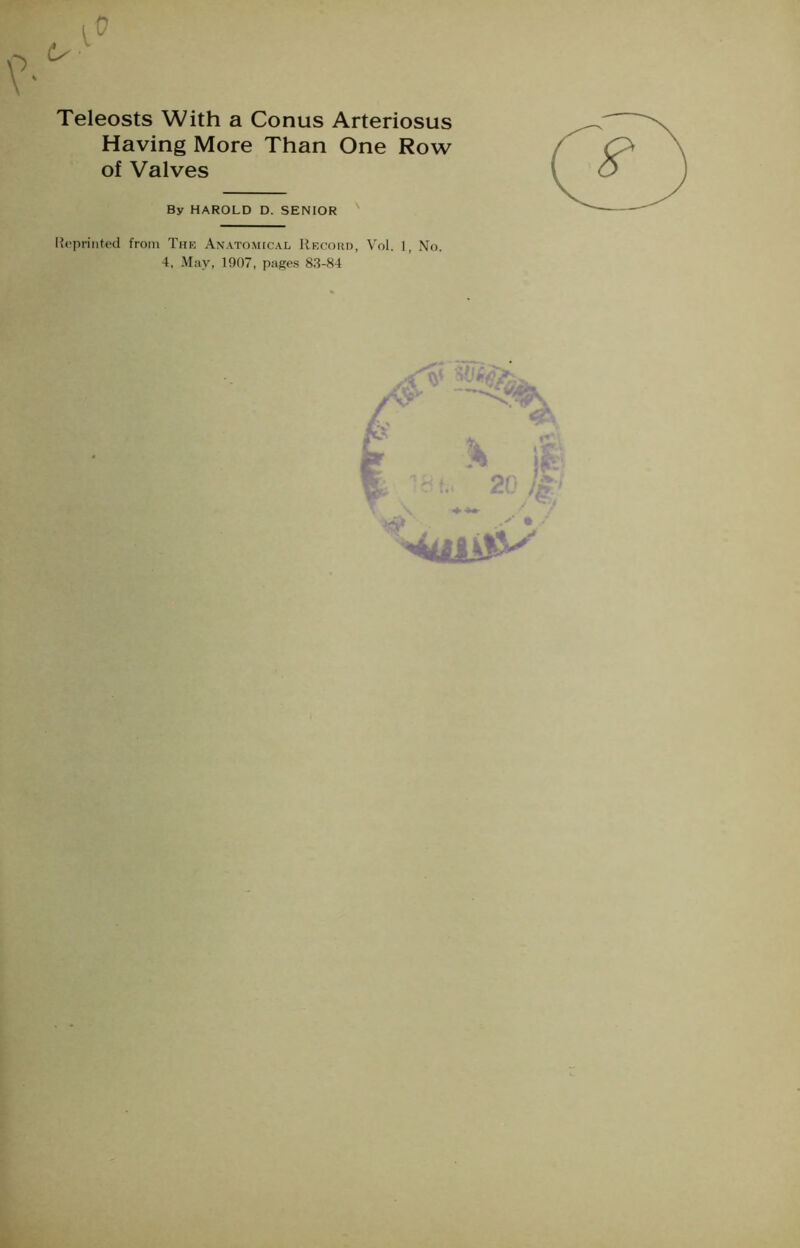 Teleosts With a Conus Arteriosus Having More Than One Row of Valves By HAROLD D. SENIOR l?oprintc>d from The Anatomical Recoiid, Vol. 1, No. 4, May, 1907, pages 83-84 t