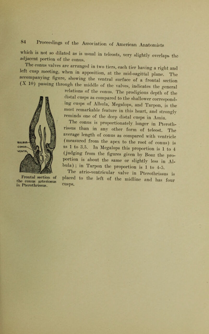 Proceedings of the Association of American Anatomists which IS not so dilated as is usual in teleosts, very slightly oyerlaps the adjacent portion of the conus. The conus yahes are arranged in two tiers, each tier haying a right and e t cusp meeting, when in apposition, at the mid-sagittal iilane. The accompanying figure, showing the yentral surface of a frontal section 10) passing through the middle of the yahes, indicates the general relations of the conus. The jirodigious depth of the distal cusps as compared to the shallower correspond- ing cusps of Albula, i\[egalo]>s, and Tarpon, is the most remarkable feature in this heart, and strongly reminds one of the deep distal cusps in Amia. The conus is pro])ortionately longer in Pteroth- rissus than in any other form of teleost. The ayerage length of conus as compared with yentricle (measured from the ape.x to the root of conus) is as 1 to 3.5. In Megalops this proportion is 1 to 4 (judging from the figures giyen by Boaz the pro- portion is about the same or slightly less in Al- bula) ; in Tarpon the proportion is 1 to 4-5. The atrio-yentricular yalye in Pterothrissus is the conus arteriosus Ulidline and has four in Pterothrissus. cusps.