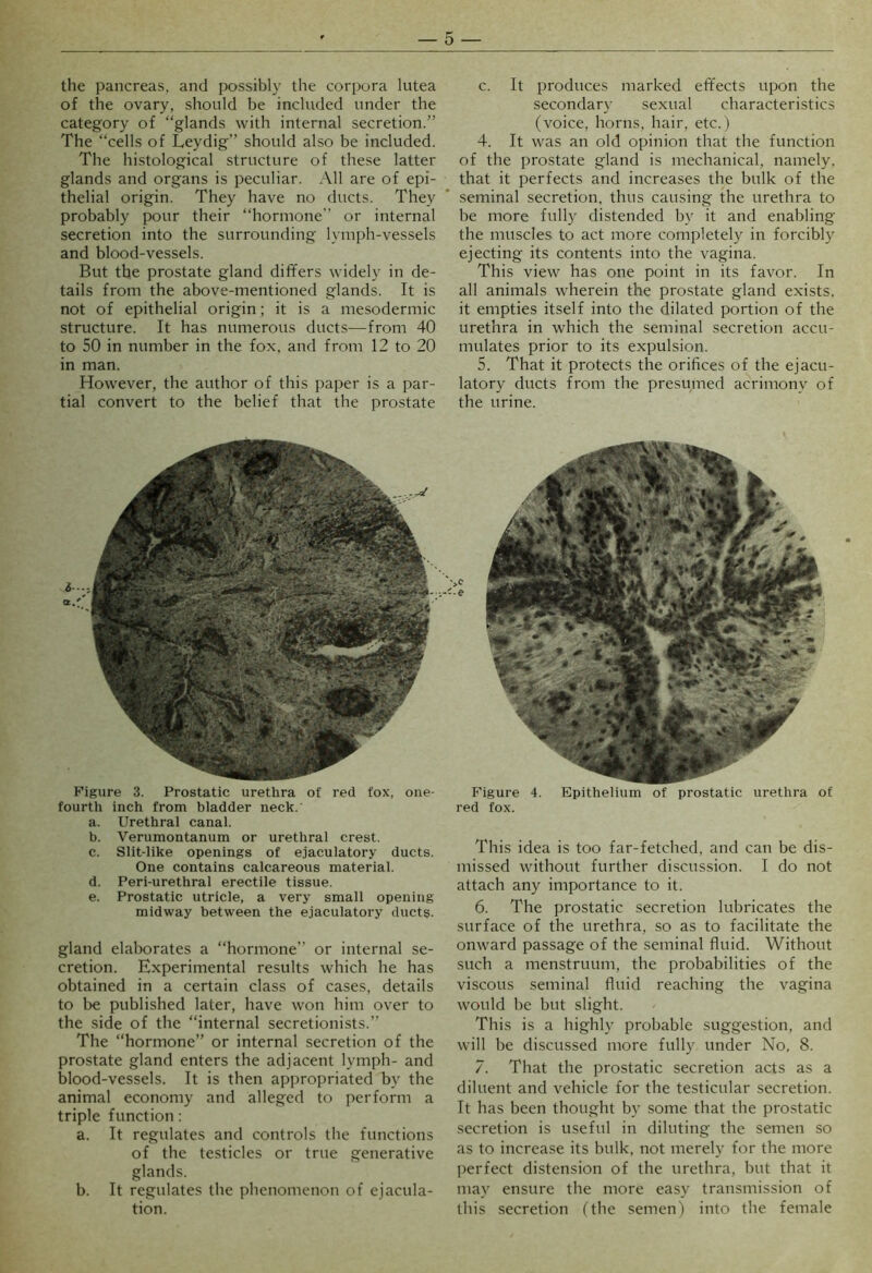 the pancreas, and possibly the corpora lutea of the ovary, should be included under the category of “glands with internal secretion.” The “cells of Leydig” should also be included. The histological structure of these latter glands and organs is peculiar. All are of epi- thelial origin. They have no ducts. They probably pour their “hormone” or internal secretion into the surrounding l\niph-vessels and blood-vessels. But the prostate gland differs widely in de- tails from the above-mentioned glands. It is not of epithelial origin; it is a mesodermic structure. It has numerous ducts—from 40 to 50 in number in the fox, and from 12 to 20 in man. However, the author of this paper is a par- tial convert to the belief that the prostate Figure 3. Prostatic urethra of red fox, one- fourth inch from bladder neck. a. Urethral canal. b. Verumontanum or urethral crest. c. Slit-like openings of ejaculatory ducts. One contains calcareous material. d. Peri-urethral erectile tissue. e. Prostatic utricle, a very small opening midway between the ejaculatory ducts. gland elaborates a “hormone” or internal se- cretion. Experimental results which he has obtained in a certain class of cases, details to be published later, have won him over to the side of the “internal secretionists.” The “hormone” or internal secretion of the prostate gland enters the adjacent lymph- and blood-vessels. It is then appropriated by the animal economy and alleged to perform a triple function; a. It regulates and controls the functions of the testicles or true generative glands. b. It regulates the phenomenon of ejacula- tion. c. It produces marked effects upon the secondary sexual characteristics (voice, horns, hair, etc.) 4. It was an old opinion that the function of the prostate gland is mechanical, namely, that it perfects and increases the bulk of the seminal secretion, thus causing the urethra to be more fully distended by it and enabling the muscles to act more completely in forcibly ejecting its contents into the vagina. This view has one point in its favor. In all animals wherein the prostate gland exists, it empties itself into the dilated portion of the urethra in which the seminal secretion accu- mulates prior to its expulsion. 5. That it protects the orifices of the ejacu- latory ducts from the presumed acrimony of urine. igure 4. Epithelium of prostatic urethra of red fox. This idea is too far-fetched, and can be dis- missed without further discussion. I do not attach any importance to it. 6. The prostatic secretion lubricates the surface of the urethra, so as to facilitate the onward passage of the seminal fluid. Without such a menstruum, the probabilities of the viscous seminal fluid reaching the vagina would he but slight. This is a highly probable suggestion, and will be discussed more full}' under No, 8. 7. That the prostatic secretion acts as a diluent and vehicle for the testicular secretion. It has been thought by some that the prostatic .secretion is useful in diluting the semen so as to increase its bulk, not merely for the more perfect distension of the urethra, but that it may ensure the more easy transmission of this secretion (the semen) into the female