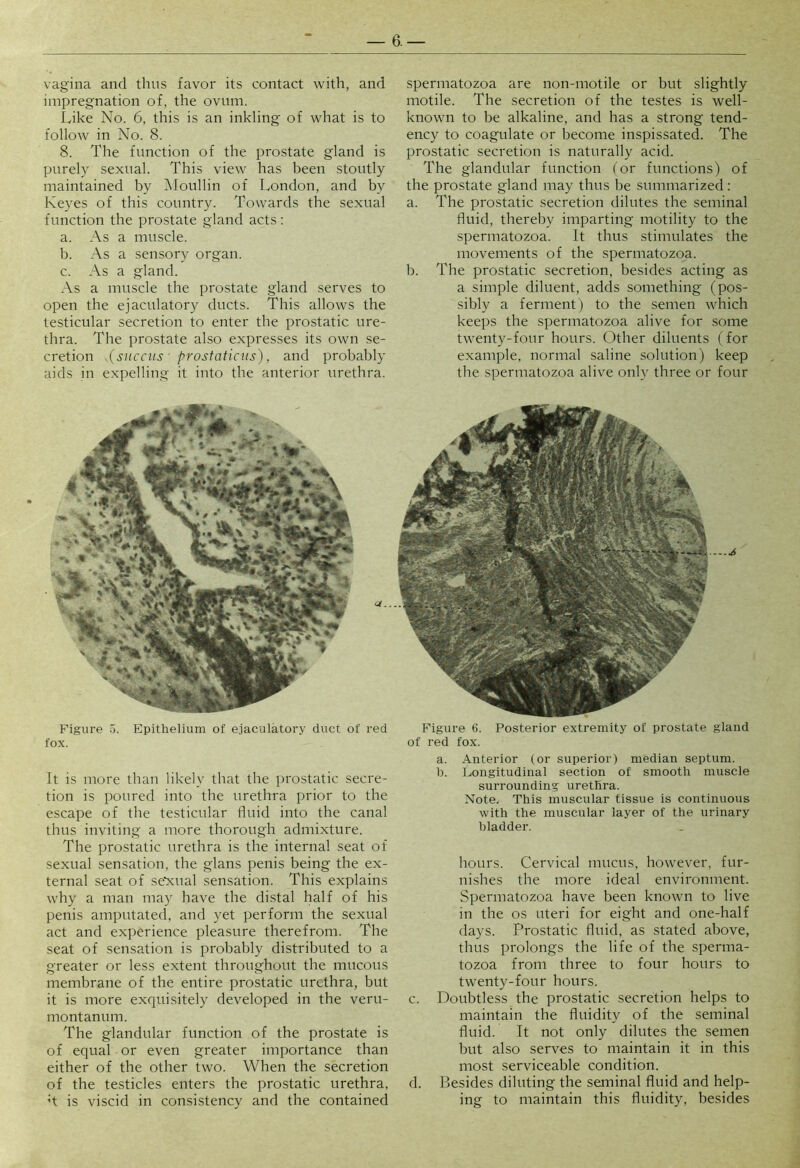 vagina and thus favor its contact with, and impregnation of, the ovum. Like No. 6, this is an inkling of what is to follow in No. 8. 8. The function of the prostate gland is purely sexual. This view has been stoutly maintained by INIoullin of London, and by Keyes of this country. Towards the sexual function the pro,state gland acts: a. As a muscle. b. As a sensory organ. c. As a gland. As a muscle the prostate gland serves to open the ejaculatory ducts. This allows the testicular secretion to enter the prostatic ure- thra. The prostate also expresses its own se- cretion (siiccus prostaticus), and probably aids in expelling it into the anterior urethra. spermatozoa are non-motile or but slightly motile. The secretion of the testes is well- known to be alkaline, and has a strong tend- ency to coagulate or become inspissated. The prostatic secretion is naturally acid. The glandular function (or functions) of the prostate gland may thus be summarized: a. The prostatic secretion dilutes the seminal fluid, thereby imparting motility to the spermatozoa. It thus stimulates the movements of the spermatozoa. b. The prostatic secretion, besides acting as a simple diluent, adds something (pos- sibly a ferment) to the semen which keeps the spermatozoa alive for some twenty-four hours. Other diluents (for example, normal saline solution) keep the spermatozoa alive only three or four Figure o. Epithelium of ejaculatory duct of red fox. It is more than likely that the prostatic secre- tion is poured into the urethra prior to the escape of the testicular fluid into the canal thus inviting a more thorough admixture. The prostatic urethra is the internal seat of sexual sensation, the glans penis being the ex- ternal seat of se’xual sensation. This explains why a man may have the distal half of his penis amputated, and yet perform the sexual act and experience pleasure therefrom. The seat of sensation is probably distributed to a greater or less extent throughout the mucous membrane of the entire prostatic urethra, but it is more exquisitely developed in the veru- montanum. The glandular function of the prostate is of equal or even greater importance than either of the other two. When the secretion of the testicles enters the prostatic urethra, T is viscid in consistency and the contained Figure 6. Posterior extremity of prostate gland of red fox. a. Anterior (or superior) median septum. b. Jjongitudinal section of smooth muscle surrounding urethra. Note. This muscular tissue is continuous with the muscular layer of the urinary bladder. hours. Cervical mucus, however, fur- nishes the more ideal environment. Spermatozoa have been known to live in the os uteri for eight and one-half days. Prostatic fluid, as stated above, thus prolongs the life of the sperma- tozoa from three to four hours to twenty-four hours. c. Doubtless the prostatic secretion helps to maintain the fluidity of the seminal fluid. It not only dilutes the semen but also serves to maintain it in this most serviceable condition. d. Besides diluting the seminal fluid and help- ing to maintain this fluidity, besides