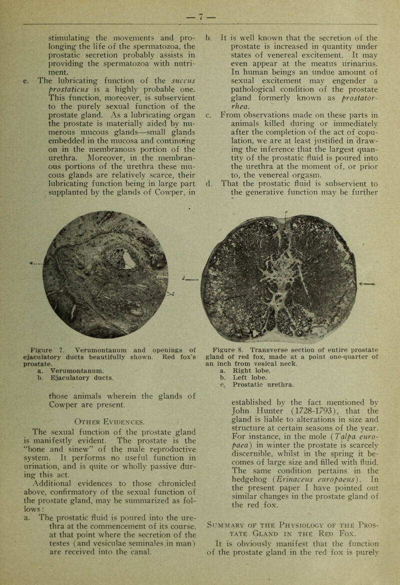 I stimulating the movements and pro- longing the life of the spermatozoa, the prostatic secretion probably assists in providing the spermatozoa with nutri- ment. e. The lubricating function of the siiccus prostaticiis is a highly probable one. This function, moreover, is subservient to the purely sexual function of the prostate gland. As a lubricating organ the prostate is materially aided by nu- merous mucous glands—small glands embedded in the mucosa and continuing on in the membranous portion of the urethra. Moreover, in the membran- ous portions of the urethra these mu- cous glands are relatively scarce, their lubricating function being in large part supplanted by the glands of Cowper, in b. It is well known that the secretion of the prostate is increased in quantity under states of venereal excitement. It may even appear at the meatus urinarius. In human beings an undue amount of sexual excitement may engender a pathological condition of the prostate gland formerly known as prostator- rhea. c. From observations made on these parts in animals killed during or immediately after the completion of the act of copu- lation, we are at least justified in draw- ing the inference that the largest quan- tity of the prostatic fluid is poured into the urethra at the moment of, or prior to, the venereal orgasm. d. That the prostatic fluid is subservient to the generative function may be further Figure 7. Verumontanum and openings of ejaculatory ducts beautifully shown. Red fox’s prostate. a. Verumontanum. b. Ejaculatory ducts. those animals wherein the glands of Cowper are pre.sent. Other Evidexces. The sexual function of the prostate gland is manifestly evident. The prostate is the “bone and sinew’’ of the male reproductive system. It performs no useful function in urination, and is quite or wholly passive dur- ing this act. .Additional evidences to those chronicled above, confirmatory of the sexual function of the i>rostate gland, may he summarized as fol- lows : a. The prostatic fluid is poured into the ure- thra at the commencement of its course, at that point where the secretion of the testes (and vesiculae .seminales.in man ) are received into the canal. Figure 8. Transverse section of entire prostate gland of red fox, made at a point one-quarter of an inch from vesical neck. a. Right lobe. b. Left lobe. c. Prostatic urethra. established by the fact mentioned by John Hunter (1728-1793), that the gland is liable to alterations in size and structure at certain seasons of the year. For instance, in the mole (Talpa euro- paea) in winter the prostate is scarcely discernible, whilst in the spring it be- comes of large size and filled with fluid. The same condition pertains in the hedgehog (Erinaceus curopaeits). In the present paper I have pointed out similar changes in the prostate gland of the red fox. SUMM.ARY OF THE PhVSIOLOGY OF THE PROS- TATE Gland in the Red Fox. It is obviously manifest that the function of the ])rostate gland in the red fox is purely