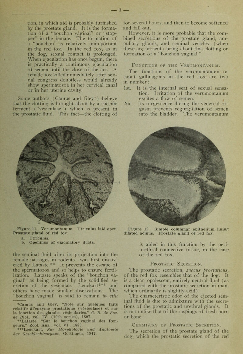 tion, in which aid is probably furnished by the prostate gland. It is the forma- tion of a “bouchon vaginal” or “stop- per” in the female. The formation of a “bouchon” is relatively unimportant in the red fox. In the red fox, as in the dog, se.xual contact is prolonged. When ejaculation has once begun, there is practically a continuous ejaculation of semen until the close of the act. A female fox killed immediately after sex- ual congress doubtless would already show spermatozoa in her cervical canal or in her uterine cavity. Some authors (Camus and Gley*) 'believe that the clotting is brought about by a specific ferment (“vesiculase) which is present in the prostatic fluid. This fact—the clotting of for several hours, and then to become softened and fall out. However, it is more probable that the com- bined secretions of the prostate gland, am- pullary glands, and seminal vesicles (when these are present) bring about this clotting or formation of a “bouchon vaginal.” Functions of thk Veru.montanum. The functions of the verumontanum or caput gallinaginis in the red fox are two in number: 1st. It is the internal seat of sexual sensa- tion. Irritation of the verumontanum excites a flow of semen. , 2nd. Its turgescence during the venereal or- gasm prevents regurgitation of semen into the bladder. The verumontanum Figure 11. Verumontanum. Utriculus laid open. Prostate gland of red fox. a. Utriculus. b. Openings of ejaculatory ducts. the seminal fluid after its projection into the female jiassages in rodents—was first discov- ered by Lataste.'''* It prevents the escape of the spermatozoa and so helps to ensure fertil- ization. Lataste speaks of the “bouchon va- ginal” as being formed by the solidified se- cretion of the vesiculae. Leuckart*** and others have made similar observations. The “bouchon vaginal” is said to remain in situ ♦Camus and Gley, “Note sur quelques faits relatife ai’enzyme prostatique (v§siculase) et sur la fonction des glandes vesicularies,” C. R. de Soc. de Biol., vol. IV. (10th series), 1897. ♦♦Lataste, “Sur le bouchon vaginal des Ron- geurs,” Zool. Anz., vol. VI., 1883. ♦♦♦Leuckart, Zur Morphologie und Anatomie der Oeschlrchtsorgane. Gottingen, 1847. Figure 12. Simple columnar epithelium lining dilated acinus. Prostate gland of red fox. is aided in this function by the peri- urethral connective tissue, in the case of the red fox. Prost.vtic Secretion. The prostatic secretion, sitccus prostaticiis, of the red fox resembles that of the dog. It is a clear, opalescent, entirely neutral fluid (as compared with the prostatic secretion in man, which ordinarily is slightly acid). The characteristic odor of the ejected sem- inal fluid is due to admixture with the secre- tions of the prostatic and urethral glands. It is not unlike that of the raspings of fresh horn or bone. Chemistry of Prostattc Secretion. The secretion of the pro.state gland of the dog, which the prostatic secretion of the red