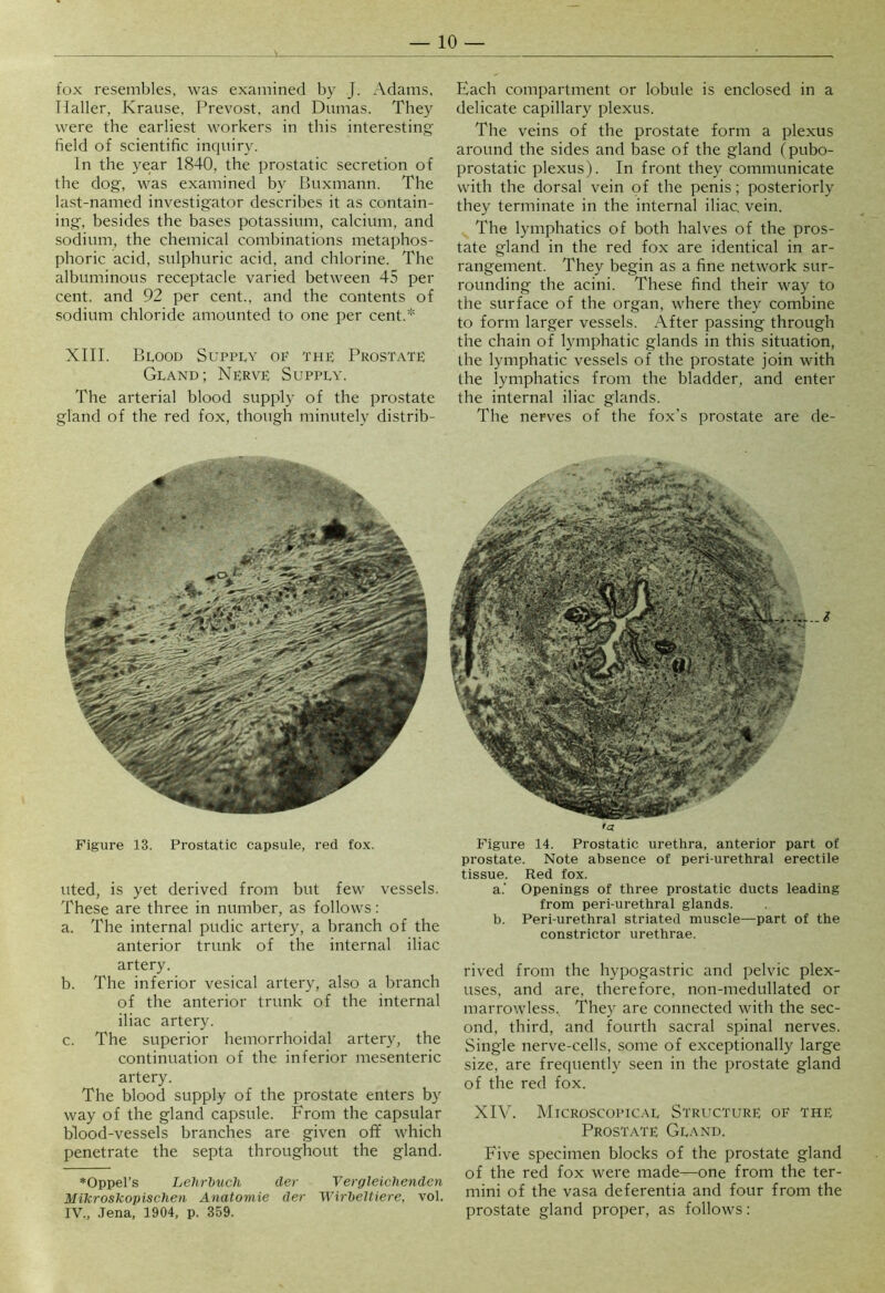fox resembles, was examined by J. Adams. Haller, Krause, Prevost, and Dumas. They were the earliest workers in this interesting field of scientific inquiry. In the year 1840, the prostatic secretion of the dog, was examined by Buxmann. The last-named investigator describes it as contain- ing, besides the bases potassium, calcium, and sodium, the chemical combinations metaphos- phoric acid, sulphuric acid, and chlorine. The albuminous receptacle varied between 45 per cent, and 92 per cent., and the contents of sodium chloride amounted to one per cent.* XIII. Blood Supply of the Prostate Gland; Nerve Supply. The arterial blood supply of the prostate gland of the red fox, though minutely distrib- Figure 13. Prostatic capsule, red fox. uted, is yet derived from but few vessels. These are three in number, as follows: a. The internal pudic artery, a branch of the anterior trunk of the internal iliac artery. b. The inferior vesical artery, also a branch of the anterior trunk of the internal iliac artery. c. The superior hemorrhoidal artery, the continuation of the inferior mesenteric artery. The blood supply of the prostate enters by way of the gland capsule. From the capsular blood-vessels branches are given ofif which penetrate the septa throughout the gland. ♦Oppel’s LeJirhuch cler Vergleichenden Mikroskopischeti Anatomic cler Wirbeltiere, vol. IV., Jena, 1904, p. 359. Each compartment or lobule is enclosed in a delicate capillary plexus. The veins of the prostate form a plexus around the sides and base of the gland (pubo- prostatic plexus). In front they communicate with the dorsal vein of the penis; posteriorly they terminate in the internal iliac, vein. The lymphatics of both halves of the pros- tate gland in the red fox are identical in ar- rangement. They begin as a fine network sur- rounding the acini. These find their way to the surface of the organ, where they combine to form larger vessels. After passing through the chain of lymphatic glands in this situation, the lymphatic vessels of the prostate join with the lymphatics from the bladder, and enter the internal iliac glands. The nerves of the fox's prostate are de- Figure 14. Prostatic urethra, anterior part of prostate. Note absence of peri urethral erectile tissue. Red fox. a. ' Openings of three prostatic ducts leading from peri-urethral glands. b. Peri-urethral striated muscle—part of the constrictor urethrae. rived from the hypogastric and pelvic plex- uses, and are, therefore, non-medullated or marrowless. They are connected with the sec- ond, third, and fourth sacral spinal nerves. Single nerve-cells, some of exceptionally large size, are frequently seen in the prostate gland of the red fox. XIV. Microscopical Structure of the Prostate Gland. Five specimen blocks of the prostate gland of the red fox were made—one from the ter- mini of the vasa deferentia and four from the prostate gland proper, as follows: