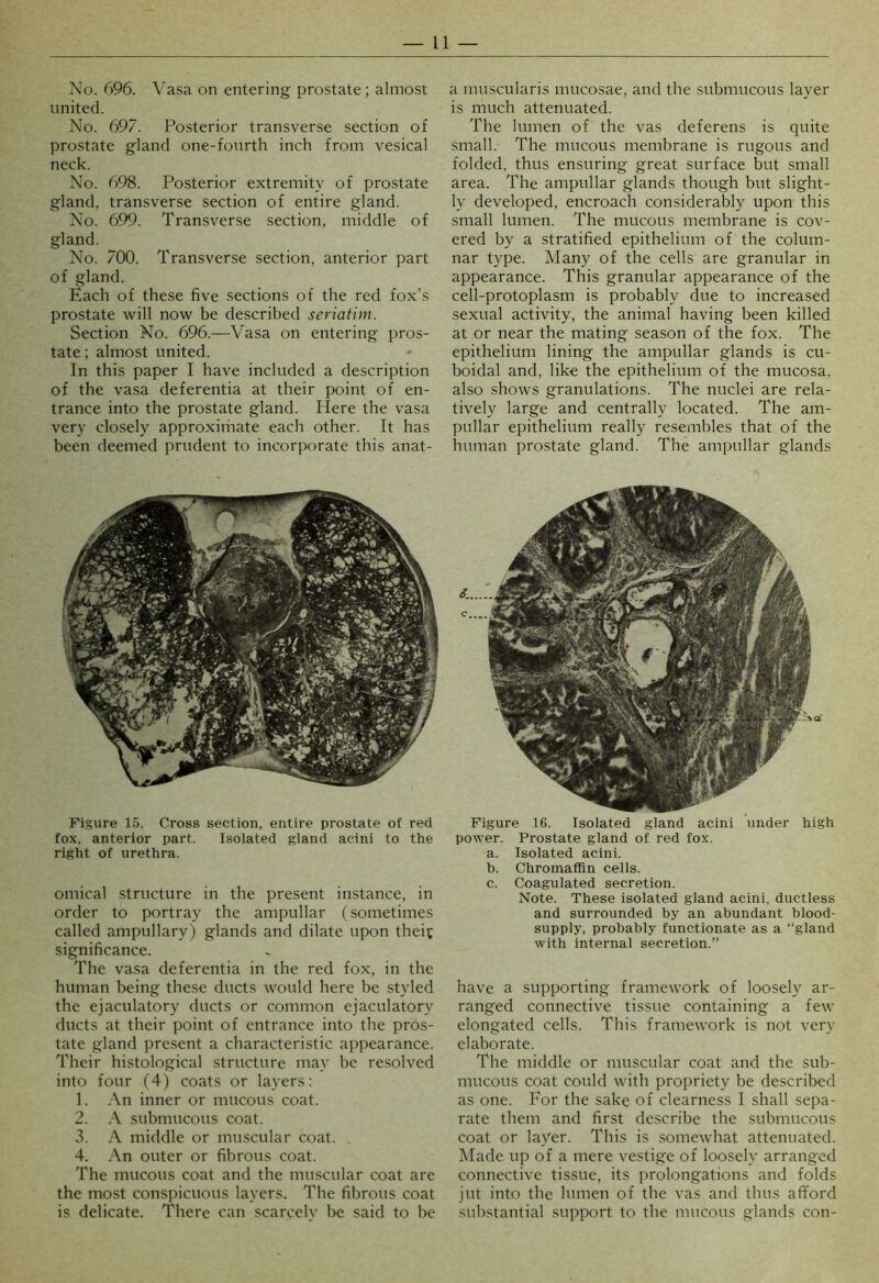 No. 696. Va.sa on entering prostate; almost united. No. 697. Posterior transverse section of prostate gland one-fourth inch from vesical neck. No. 698. Posterior extremity of prostate gland, transverse section of entire gland. No. 699. Transverse section, middle of gland. No. 700. Transverse section, anterior part of gland. Each of these five sections of the red fox’s prostate will now be described seriatim. Section No. 696.—Vasa on entering pros- tate ; almost united. In this paper I have included a description of the vasa deferentia at their point of en- trance into the prostate gland. Here the vasa very closely approximate each other. It has been deemed j)rudent to incorporate this anat- a muscularis mucosae, and the submucous layer is much attenuated. The lumen of the vas deferens is quite small. The mucous membrane is rugous and folded, thus ensuring great surface but small area. The ampullar glands though but slight- ly developed, encroach considerably upon this small lumen. The mucous membrane is cov- ered by a stratified epithelium of the colum- nar type. Many of the cells are granular in appearance. This granular appearance of the cell-protoplasm is probably due to increased sexual activity, the animal having been killed at or near the mating season of the fox. The epithelium lining the ampullar glands is cu- boidal and, like the epithelium of the mucosa, also shows granulations. The nuclei are rela- tively large and centrally located. The am- pullar epithelium really resembles that of the human prostate gland. The ampullar glands Figure 15. Cross section, entire prostate of red fox, anterior part. Isolated gland acini to the right of urethra. omical structure in the present instance, in order to portray the ampullar (sometimes called ampullary) glands and dilate upon theic significance. The vasa deferentia in the red fox, in the human being these ducts would here be styled the ejaculatory ducts or common ejaculatory ducts at their point of entrance into the pros- tate gland present a characteristic ai>pearance. Their histological structure may he resolved into four (4) coats or layers: 1. An inner or mucous coat. 2. A submucous coat. 3. A middle or muscular coat. 4. .\n outer or fibrous coat. The mucous coat and the muscular coat are the most conspicuous layers. The fibrous coat is delicate. There can scarcely be said to be Figure 16. Isolated gland acini under high power. Prostate gland of red fox. a. Isolated acini, h. Chromaffin cells, c. Coagulated secretion. Note. These isolated gland acini, ductless and surrounded by an abundant blood- supply, probably functionate as a “gland with internal secretion.” have a supporting framework of loosely ar- ranged connective tissue containing a few elongated cells. This framework is not very elaborate. The middle or muscular coat and the sub- mucous coat could with propriety be described as one. For the sake of clearness I shall sepa- rate them and first describe the submucous coat or layer. This is somewhat attenuated. Made up of a mere vestige of loosely arranged connective tissue, its ])rolongations and folds jut into the lumen of the vas and thus aflford substantial support to the mucous glands con-