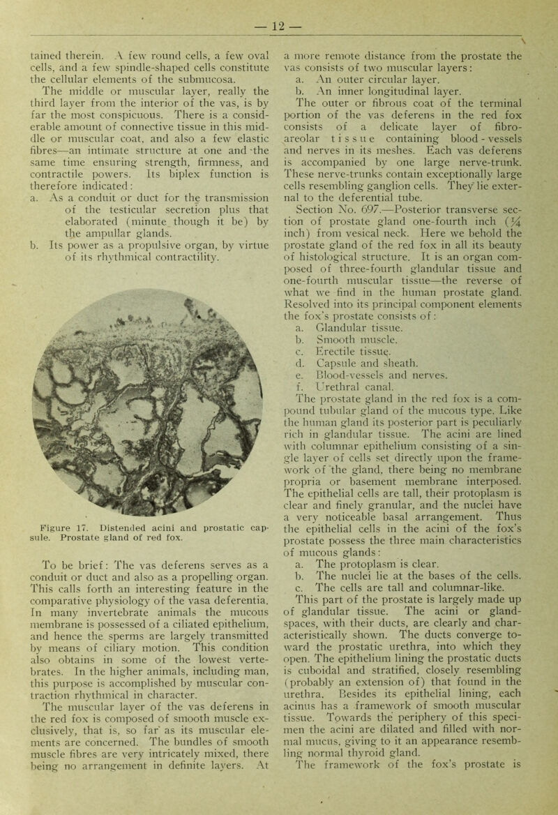 tained therein. A few round cells, a few oval cells, and a few spindle-shaped cells constitute the cellular elements of the submucosa. The middle or muscular layer, really the third layer from the interior of the vas, is b}' far the most conspicuous. There is a consid- erable amount of connective tissue in this mid- dle or muscular coat, and also a few elastic fibres—an intimate structure at one and 'the same time ensuring strength, firmness, and contractile powers. Its biplex function is therefore indicated: a. As a conduit or duct for the transmission of the testicular secretion plus that elaborated (minute though it be) by the ampullar glands. b. Its power as a propulsive organ, by virtue of its rhythmical contractility. Figure 17. Distended acini and prostatic cap- sule. Prostate gland of red fox. To be brief; The vas deferens serves as a conduit or duct and also as a propelling organ. This calls forth an interesting feature in the comparative physiology of the vasa deferentia. In many invertebrate animals the mucous membrane is possessed of a ciliated epithelium, and hence the sperms are largely transmitted by means of ciliary motion. This condition also obtains in some of the lowest verte- brates. In the higher animals, including man, this purpose is accomplished by muscular con- traction rhythmical in character. The muscular layer of the vas deferens in the red fox is composed of smooth muscle ex- clusively, that is, so far' as its muscular ele- ments are concerned. The bundles of smooth muscle fibres are very intricately mixed, there being no arrangement in definite layers. At a more remote distance from the prostate the vas consists of two muscular layers: a. An outer circular layer. b. An inner longitudinal layer. The outer or fibrous coat of the terminal portion of the vas deferens in the red fox consists of a delicate layer of fibro- areolar tissue containing blood - vessels and nerves in its meshes. Each vas deferens is accompanied by one large nerve-trunk. These nerve-trunks contain exceptionally large cells resembling ganglion cells. They lie exter- nal to the deferential tube. Section No. 697.—Posterior transverse sec- tion of prostate gland one-fourth inch inch) from vesical neck. Here we behold the prostate gland of the red fox in all its beauty of histological structure. It is an organ com- posed of three-fourth glandular tissue and one-fourth muscular tissue—the reverse of what we find in the human prostate gland. Resolved into its principal component elements the fox's prostate consists of: a. Glandular tissue. b. Smooth muscle. c. Erectile tissue. d. Capsule and sheath. e. Blood-vessels and nerves. f. Urethral canal. The prostate gland in the red fox is a com- pound tubular gland of the mucous type. Like the human gland its posterior part is peculiarly rich in glandular tissue. The acini are lined with columnar epithelium consisting of a sin- gle layer of cells set directly upon the frame- work of the gland, there being no membrane propria or basement membrane interposed. The epithelial cells are tall, their protoplasm is clear and finely granular, and the nuclei have a very noticeable basal arrangement. Thus the epithelial cells in the acini of the fox’s prostate possess the three main characteristics of mucous glands: a. The protoplasm is clear. b. The nuclei lie at the bases of the cells. c. The cells are tall and columnar-like. This part of the prostate is largely made up of glandular tissue. The acini or gland- spaces, with their ducts, are clearly and char- acteristically shown. The ducts converge to- ward the prostatic urethra, into which they open. The epithelium lining the prostatic ducts is cuboidal and stratified, closely resembling (probably an extension of) that found in the urethra. Besides its epithelial lining, each acinus has a framework of smooth muscular tissue. Towards the periphery of this speci- men the acini are dilated and filled with nor- mal mucus, giving to it an appearance resemb- ling normal thyroid gland. The framework of the fox’s prostate is