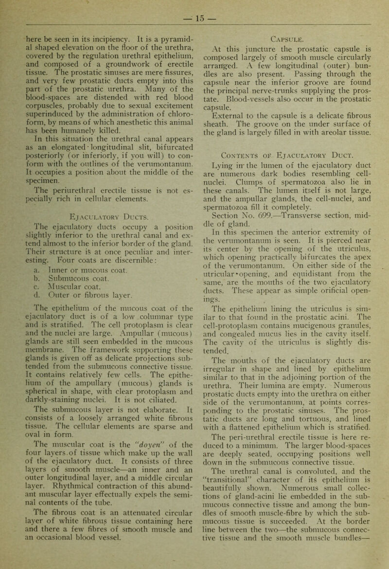 here be seen in its incipiency. It is a pyramid- al shaped elevation on the floor of the urethra, covered by the regulation urethral epithelium, and composed of a groundwork of erectile tissue. The prostatic sinuses are mere fissures, and very few prostatic ducts empty into this part of the prostatic urethra. Many of the blood-spaces are distended with red blood corpuscles, probably due to sexual excitement superinduced by the administration of chloro- form, by means of which anesthetic this animal has been humanely killed. In this situation the urethral canal appears as an elongated • longitudinal slit, bifurcated posteriorly for inferiorly, if you will) to con- form with the outlines of the verumontanum. It occupies a position about the middle of the specimen. The periurethral erectile tissue is not es- pecially rich in cellular elements. Ejacl'i..\tory Ducts. The ejaculatory ducts occupy a position slightly inferior to the urethral canal and ex- tend almost to the inferior border of the gland. Their structure iS at once peculiar and inter- esting. Four coats are discernible: a. Inner or mucous coat. b. Submucous coat. c. Muscular coat. d. Outer or fibrous layer. The epithelium of the mucous coat of the ejaculatory duct is of a low columnar type and is stratified. The cell protoplasm is clear and the nuclei are large. Ampullar (mucous) glands are still seen embedded in the mucous membrane. The framework supporting these glands is given off as delicate projections sub- tended from the submucous connective tissue. It contains relatively few cells. The epithe- lium of the ampullary (mucous) glands is spherical in shape, with clear protoplasm and darkly-staining nuclei. It is not ciliated. The submucous layer is not elaborate. It consists of a loosely arranged white fibrous tissue. The cellular elements are sparse and oval in form. The muscular coat is the “doyen'’ of the four layers.of tissue which make up the wall of the ejaculatory duct. It consists of three layers of smooth muscle—an inner and an outer longitudinal layer, and a middle circular layer. Rhythmical contraction of this abund- ant muscular layer effectually expels the semi- nal contents of the tube. The fibrous coat is an attenuated circular layer of white fibrous tissue containing here and there a few fibres of smooth muscle and an occasional blood vessel. Capsule. At this juncture the prostatic capsule is composed largely of smooth muscle circularly arranged. A few longitudinal (outer) bun- dles are also present. Passing through the capsule near the inferior groove are found the principal nerve-trunks supplying the pros- tate. Blood-vessels also occur in the prostatic capsule. External to the capsule is a delicate fibrous sheath. The groove on the under surface of the gland is largely filled in with areolar tissue. Contents of Ejaculatory Duct. Lying imthe lumen of the ejaculatory duct are numerous dark bodies resembling cell- nuclei. Clumps of spermatozoa also lie in these canals. The lumen itself is not large, and the ampullar glands, the cell-nuclei, and spermatozoa fill it completely. Section No. 699.—Transverse section, mid- dle of gland. In this specimen the anterior extremity of the verumontanum is seen. It is pierced near its center by the opening of the utriculus, which opening practically bifurcates the apex of the verumontanum. On either side of the utricular “Opening, and equidistant from the same, are the mouths of the two ejaculatory ducts. These appear as simple orificial open- ings. The epithelium lining the utriculus is sim- ilar to that found in the prostatic acini. The cell-protoplasm contains mucigenous granules, and congealed mucus lies in the cavity itself. The cavity of the utriculus is slightly dis- tended. The mouths of the ejaculatory ducts are irregular in shape and lined by epithelium similar to that in the adjoining portion of the urethra. Their lumina are empty. Numerous prostatic ducts empty into the urethra on either side of the verumontanum, at points corres- ponding to the prostatic sinuses. The pros- tatic ducts are long and tortuous, and lined with a flattened epithelium which is stratified. The peri-urethral erectile tissue is here re- duced to a minimum. The larger blood-spaces are deeply seated, occupying positions well down in the submucous connective tissue. The urethral canal is convoluted, and the “transitional” character of its epithelium is beautifully shown. Numerous small collec- tions of gland-acini lie embedded in the sub- mucous connective tissue and among the bun- dles of smooth muscle-fibre by which the sub- mucous tissue is succeeded. At the border line between the two—the submucous connec- tive tissue and the smooth mu.scle bundles—