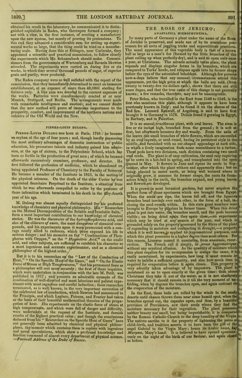 obtained his result in the laboratory, he communicated it to distin- guished capitalists in Baden, who thereupon formed a company ; not with a view, in the first instance, of erecting a manufactory upon the new system, but merely of proving its pretensions. To this end they advanced a considerable sum for setting up experi- mental works so large, that the thing could be tried on a manufac- turing scale. Having done this at Ettingen, near Carlsruhe, they appointed a scientific and practical commission, to follow closely the experiments which Mr. Schuzenbach should make. Commis- sioners from the governments of Wurtemberg and Bavaria likewise attended. The experiments were carried on during five or six weeks, in which time several thousand pounds of sugar, of superior grain and purity, were produced. The Baden company were so well satisfied with the report of the commission, that they immediately determined to erect an immense establishment, at an expense of mqre than 40,000/. sterling for fixtures only. A like sum was devoted to the current expenses of the works. Factories were simultaneously erected at or near Munich, Stuttgard, and Berlin. The arrangements were made with remarkable intelligence and caution; and we cannot doubt that the new method will prove of immense importance to the prosperity, comfort, and improvement of the northern nations and colonies of the Old World and the New. PIERRE-LOUIS DULONG. PrERRE-Louis Dulong was born at Paris, 1785: he became an orphan at the age of four years ; and, though hardly possessing the most ordinary advantages of domestic instruction or public education, his premature talents and industry gained him admis- sion, at the age of sixteen, to the Polytechnic School, which has been so fertile in the production of great men; of which he became afterwards successively examiner, professor,, and director. He first followed the profession of medicine, which he abandoned on being appointed Professor of Chemistry to the Faculty of Sciences. He became a member of the Institute in 1823, in the section of the physical sciences. On the death of the elder Cuvier he was appointed Secretaire Perpetuel to the Institute, a situation from which he was afterwards compelled to retire by the pressure of those infirmities which terminated in his death in the fifty-fourth year of his age. M. Dulong was almost equally distinguished for his profound knowledge of chemistry and physical philosophy. His “ Researches on the Mutual Decomposition of the Soluble and Insoluble Salts,” forrn a most important contribution to our knowledge of chemical statics. He was the discoverer of the hydrophosphorous acxd^ and also of the cldorure of azote, the most dangerous of chemical com- pounds, and his experiments upon it were prosecuted with a cou- rage nearly allied to rashness, which twice exposed his life to serious danger ; and his memoirs on the “ Combinations of Phos- phorus with Oxygen,” on the “ Hymnitric Acid’* on the oxalic acid, and other subjects, are sufficient to establish his character as a most ingenious and accurate experimenter, and as a chemical philosopher of the highest order. But it is to his researches op the “ Law of the Conduction of Heat,” “ On the Specific Heat'of the Gases,” and “ On the Elastic Force of Steam at High Temperatures,” that his permanent fame as a philosopher will rest most securely ; the first of these inquiries, which were undertaken in conjunction with the late M. Petit, was published in 1817 ; and presents an admirable example of the combination of well-directed and most laborious and patient expe- riment with’most sagacious and careful Induction ; these researches terminated, as is well known, in the very important correction of the celebrated law of conduction, w’hich Newton had announced in the Principia, and which Laplace, Poisson, and Fourier had taken as the basis of their beautiful mathematical theories of the propa- gation of heat. His experiments on the elastic force of steam at high temperatures, and which were full of danger and difficulty, were undertaken at the request of the Institute, and furnish results of the highest practical value ; and though the conclusions deduced from his “ Researches on the Specific Heat of Gases” have not generally been admitted by chemical and physical philoso- phers, the memoir which contains them is replete with ingenious and novel speculations, which show a prefound knowledge and familiar command of almost every department of physical science. —Farewell Address of the Duke of Sussex. THE ROSE OF JERICHO; ANASTATICA HIEROCHUNTINA. , In many parts of Germany a plant under the name of the Rose of Jericho is preserved, and made use of by its avaricious pos» sessors for all sorts of juggling tricks and superstitious practices. The usual appearance of this vegetable body is that of a brown ball as large as a man’s fist (formed by the little branches of the plant coiling up when perfectly dry), and is said to open onlv once a year, at Christmas. The miracle actually takes place, the plant expands and displays singular forms in its branches, which are compared to Turks’ heads, and relapses again into its former shape before the eyes of the astonished beholders. Although few persons now-a-days believe that any unusual circumstances attend this appearance, yet the high price at which the balls are sold, (from twenty to twenty-five rlx-dollars each), shows that there are still some dupes, and that the true cause of this change is not generally known; a few remarks, therefore, may not be unacceptable. Peter Belon, who travelled in the East from 1540 to 1546, is the first who mentions this plant, although it appears to have been previously known in Italy; and he found it on the shores of the Red Sea. Leonard Rauwolf, of Augsburg, is said to have first brought it to Germany in 1576. Delisle found it growing in Egypt, in Barbary, and in Palestine. It is an annual cruciferous plant, with oval leaves. The stem is five or six inches high, branched from the ground ; it is soft at first, but afterwards becomes dry and woody. From the axils of the leaves rise small branches of white flowers, which are succeeded by an oval capsule, or seed-vessel, having its persistent style in the middle, Und furnished with an ear-shaped appendage at each side, in which a lively imagination finds some resemblance to a turban, These pods have two divisions, each division containing two small oval seeds. The plant is of easy cultivation, the seed only requiring to be sown in a hot-bed in spring, and transplanted into the open ground in May. It flowers in June and ripens its seeds in Sep- tember, after which the plant withers and apparently dies ; but on being planted in moist earth, or being well watered where it originally grew, it assumes its former shape, the roots fix them, selves firmly in the earth, the branches expand, and young leaves and flowers are developed. It is grown in most botanical gardens, but never acquires the perfect form of those specimens which are brought from Egypt, When the seeds are ripe, the leaves fall off, and the ligneous branches bend inwards over each other, in the form of a ball, in- closing the seed-vessels within. In this state great numbers were brought to Europe by pilgrims in former times. When this dried plant is put into water, the branches unroll, and the pods become piK visible ; on being dried again they again close,—an experiment ' which may be tried at any season of the year, and which is grounded solely on the property'possessed by the fibres of the plant of expanding in moisture and contracting in drought,—a property which it is well known^s applied to hygrometrical purposes, and which this plant possesses in a higher degree than most others. For this reason, Linnaeus named it anastatica, from anastasis, resur- rection. The French call it simply, la jerose hygrometrique, without any mystical allusion. As the quantity of moisture which this plant requires for its re-expansion is always the same, it is easily ascertained, by experiments, how long it must remain in water to imbibe a sufficient quantity, and also how much time is required for evaporation before it again closes.. This property is very adroitly taken advantage of by impostors. The plant is moistened so as to open exactly at the given time: thus about Christmas they take it out of the water, as it is not absolutely necessary that it should remain in it till the very moment of nn, folding, when by degp'ees the branches open, and again coiitract on the evaporation of the moisture. In the East, these balls are rolled by the winds in the sandy |,, deserts until chance throws them near some humid spot, when the branches spread out, the capsules open, and thus, by a beautiful provision of Providence, sow their seeds where they find the moisture necessary for their vegetation. The plant possesses neither beauty nor smell, but being imperishable, it is compared i«ot by the Roman Catholic Church to the deep humility of the Virgin The natives ascribe to it the property of lightening the pains of child-birth, and tradition asserts it to have been the gift of the ]j, angel Gabriel to the Virgin Mary; hence its Arabic name, kaj Maryam, Mary’s hand. It is believed to have opened spontane- ously on the night of the birth of our Saviour, and again closed as before. Itiil at; Hiii bi:] !I[] lea; boi Aei Kra lei tine