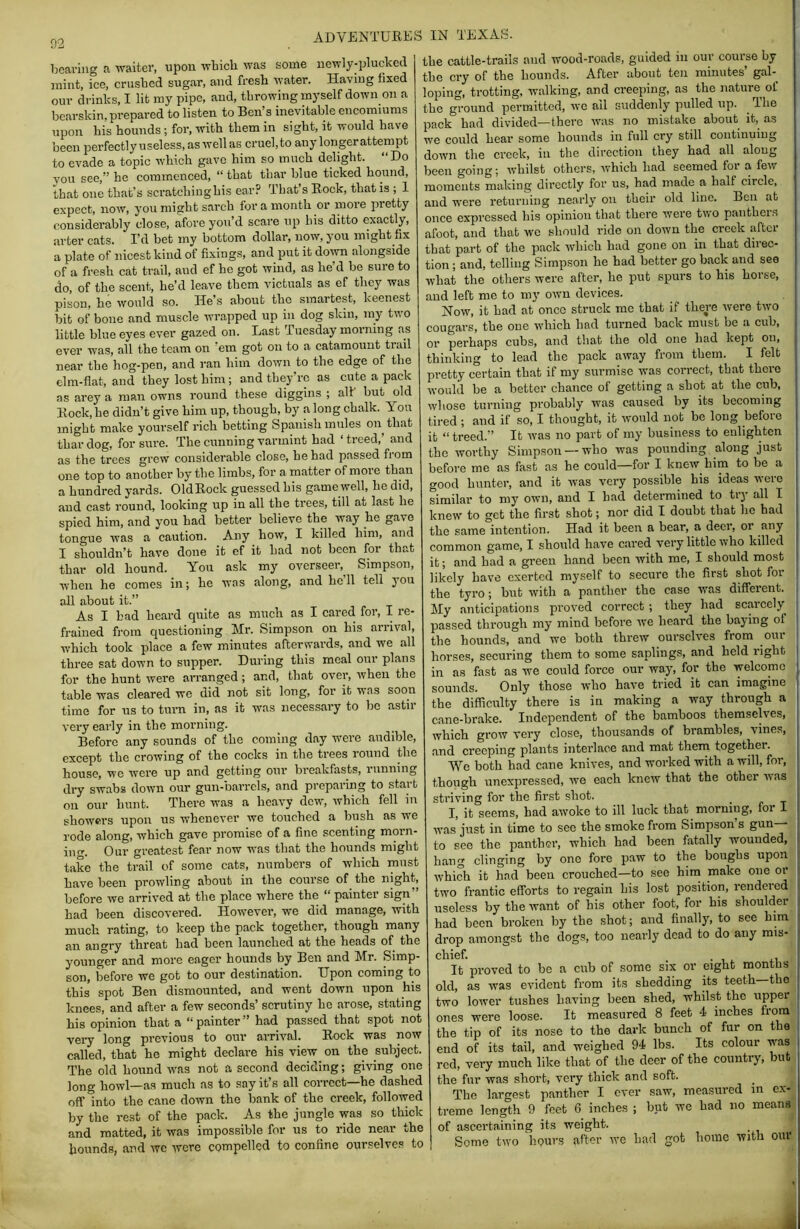 92 bcai-iiig a waiter, upon wbicli was some uewly-pluckccl mint, ice, crusted sugar, and fresb water. Having fixed our drinks. I lit my pipe, and, throwing myself down on a bearskin, prepared to listen to Ben’s inevitable encomiums upon his hounds; for, with them in sight, it would have been perfectly useless, as well as cruel, to any longerattempt to evade a topic which gave him so much delight. “Do you sec,” he commenced, “ that thar blue ticked hound, that one that’s scratchiughis ear? ’ihat s Rock, that is ; 1 expect, now, you might sarch for a month or more jiretty considerably close, afore you’d scare up his ditto exactly, arter cats. I’d bet my bottom dollar, now, you might fix a plate of nicest kind of fixings, and put it down alongside of a fresh cat trail, aud ef he got wind, as he’d he sure to do, of the scent, he’d leave them victuals as ef they was pison, he would so. He’s about the smartest, keenest bit of bone and muscle wn-apped up in dog skin, my twm little blue eyes ever gazed on. Last Tuesday morning as ever was, all the team on ’em got on to a catamount trail near the hog-pen, and ran him down to the edge of the elm-flat, and they lost him ; and they’re as cute a pack as arey a man owns round these diggins ; all’ but old Rock, he didn’t give him up, though, by a long chalk. You might make yourself rich betting Spanish mules on that thar dog, for sure. The cunning varmint had ‘treed,’ and as the trees grew considerable close, he had passed from one top to another by the limbs, for a matter of more than a hundred yards. OldRock guessed his game well, he did, aud cast round, looking up in all the trees, till at last he spied him, and you had better believe the way he gave tongue was a caution. Any how, I killed him, and I shouldn’t have done it ef it had not heen for that thar old hound. You ask my overseer, Simpson, when he comes in; he was along, and he’ll tell you all about it.” As I had heard quite as much as I cared for, I re- frained from questioning Mr. Simpson on his arrival, which took place a few minutes aftervvards, and we all three sat down to supper. During this meal our plans for the hunt were aiTanged; and, that over, when the table was cleared we did not sit long, for it was soon time for us to turn in, as it was necessary to be astir very early in the morning. Before any sounds of the coming day w'ere audible, except the crowing of the cocks in the trees round the house, we were up and getting our breakfasts, lunning dry swabs down our gun-barrels, and preparing to start on our hunt. There was a heavy deiv, which fell in showers upon us whenever we touched a bush as we rode along, which gave promise of a fine scenting morn- ing. Our greatest fear now wms that the hounds might take the trail of some cats, numbers of which must have been prowling about in the course of the night, before we arrived at the place where the “ painter sign” had been discovered. However, we did manage, with much rating, to keep the pack together, though many an angry threat had been launched at the heads of the younger and more eager hounds by Ben and Mr. Simp- son, before we got to our destination. Upon coming to this spot Ben dismounted, and went down upon his knees, and after a few seconds’ scrutiny he arose, stating his opinion that a “ painter ” had passed that spot not very long previous to our arrival. Rock was now called, that he might declare his view on the subject. The old hound was not a second deciding; giving one long howl—as much as to say it’s all correct—be dashed off into the cane down the bank of the creek, followed by the rest of the pack. As the jungle was so thick and matted, it was impossible for us to ride near the bounds, and wc were compelled to confine ourselves to the cattle-trails aud wood-roads, guided in our course by the cry of the hounds. After about ton minutes’ gal- loping, trotting, walking, and creeping, as the nature of the gi-ound permitted, wc all suddenly pulled up. _ The pack had divided—there was no mistake about it, as we could hear some hounds in full cry still continuing down the creek, in the direction they had all along been going 5 whilst others, which had seemed foi a few moments making directly for us, had made a half circle, and were returning nearly on their old lino. Bcii at once expressed his opinion that there were two panthers afoot, and that wc should ride on down the creek after that part of the pack which had gone on in that direc- tion ; and, telling Simpson he had better go back and see what the others were after, he put spurs to his horse, aud left me to my own devices. Now, it had at once struck me that if there were two cougars, the one which had turned back must be a cub, or perhaps cubs, and that the old one had kept on, thinking to lead the pack away from them. I felt pretty certain that if my surmise was correct, that there would be a better chance of getting a shot at the cub, whose turning probably was caused by its becoming tired ; and if so, I thought, it would not be long before it “treed.” It was no part of my business to enlighten the worthy Simpson —who Avas pounding along just before me as fast as he could—for I knew him to be a good hunter, and it was very possible his ideas were similar to my own, and I had determined to try all I knew to get the first shot; nor did I doubt that he had the same intention. Had it been a bear, a deer, or any common game, I should have cared very little who killed it; and had a gi-een hand been with me, I should most likely have exerted myself to secure the first shot for the tyro; but Avith a panther the case AA’as different. My anticipations proved correct ; they had scarcely passed through my mind before Ave heard the baying of the hounds, and we both threw ourseHes from oui horses, securing them to some saplings, and held right in as fast as Ave could force our way, for the welcome sounds. Only those Avho have tried it can imagine ( the difficulty thei-e is in making a way through a | cane-brake. Independent of the bamboos themselves, j which grow very close, thousands of brambles, vines, ) and creeping plants interlace and mat them together. Wc both had cane knives, and worked with a will, for, though unexpressed, Ave each knew that the other Avas striving for the first shot. _ I, it seems, had aAvoke to ill luck that morning, for I Avas just in time to see the smoke from Simpson’s gun— to see the panther, which had been fatally wounded, hang clinging by one fore paAV to the boughs upon Avhich it had been crouched—to see him make one or two frantic efforts to regain his lost position, rendered useless by the want of his other foot, for his shoulder had been broken by the shot; and finally, to see him drop amongst the dogs, too nearly dead to do any mis- It proved to be a cub of some six or eight months old, as Avas evident from its shedding its teeth—the two loAver tushes having been shed, whilst the upper ones were loose. It measured 8 feet 4 inches from the tip of its nose to the dark bunch of fur on the end of its tail, and weighed 94 lbs. Its colour was red, very much like that of the deer of the country, but the fur was short, very thick and soft. The largest panther I ever saw, measured in ex- treme length 9 feet 6 inches ; but we had no means of ascertaining its weight. Some two hours after we had got home with our M