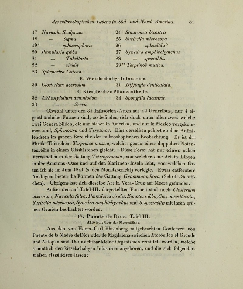 Stauroneis bicostris Surirella microcora — splendida ? Synedra amphirchynchus — spectabilis * Terpsinoe musica. 17 Navicula Scalprum 24 18 — Sigma 25 19 * — sphaerophora 26 20 Pinnularia gibba 27 21 — Tabellaria 28 22 — viridis 29 ’ 23 Sphenosira Catena ß. Weichschalige Infusorien. 30 Closterium acerosum 3l Difjlugia denticulala. C. Kieselerdige Pflanzentheile. 32 Lithostylidium amphiodon 34 Spongilla lacustris. 33 — Serra Obwohl unter den 31 Infusorien-Arten aus 12 Genexibus, nur 4 ei- genthiimlicbe Formen sind, so befinden sich doch unter allen zwei, welche zwei Genera bilden, die nur bisher in Amerika, und nur in Mexico vorgekom- men sind, Sphenosira und Terpsinoe. Eins derselben gehört zu dem Auffal- lendsten im ganzen Bereiche der mikroskopischen Beobachtung. Es ist das Musik-Thierchen, Terpsinoe musica, welches genau einer doppelten Noten- tenreihe in einem Glaskästchen gleicht. Diese Form hat nur einen nahen Verwandten in der Gattung Tetragramma, von welcher eine Art in Libyen in der Ammons-Oase und auf den Marianen-Inseln lebt, von welchen Or- ten ich sie im Juni 1841 (s. den Monatsbei’icht) vorlegte. Etwas entferntere Analogien bieten die Formen der Gattung Grammatophora (Schrift-Schiff- chen). Übrigens hat sich dieselbe Art in Vera-Cruz am Meere gefunden. Aufser den auf Tafel III. dargestellten Formen sind noch Closterium acerosum, Navicula fulva, Pinnularia viridis, Eunotia gibba, Cocconeis lineata, Surirella microcora, Synedra amphirhynchus und S. spectabilis mit ihren grü- nen Ovarien beobachtet worden. 17. Puente de Dios. Tafel III. 5310 Fufs über der Meeresfläche. Aus den von Herrn Carl Ehxenbex’g mitgebrachten Conferven von Puente de la Madre de Dios oder de Magdalena zwischen Atotonilco el Grande und Actopan sind 16 unsichtbar kleine Organismen ermittelt woi’den, welche sämmtlich den kieselscbaligen Infusorien angehören, und die sich folgender- mafsen classificiren lassen: I