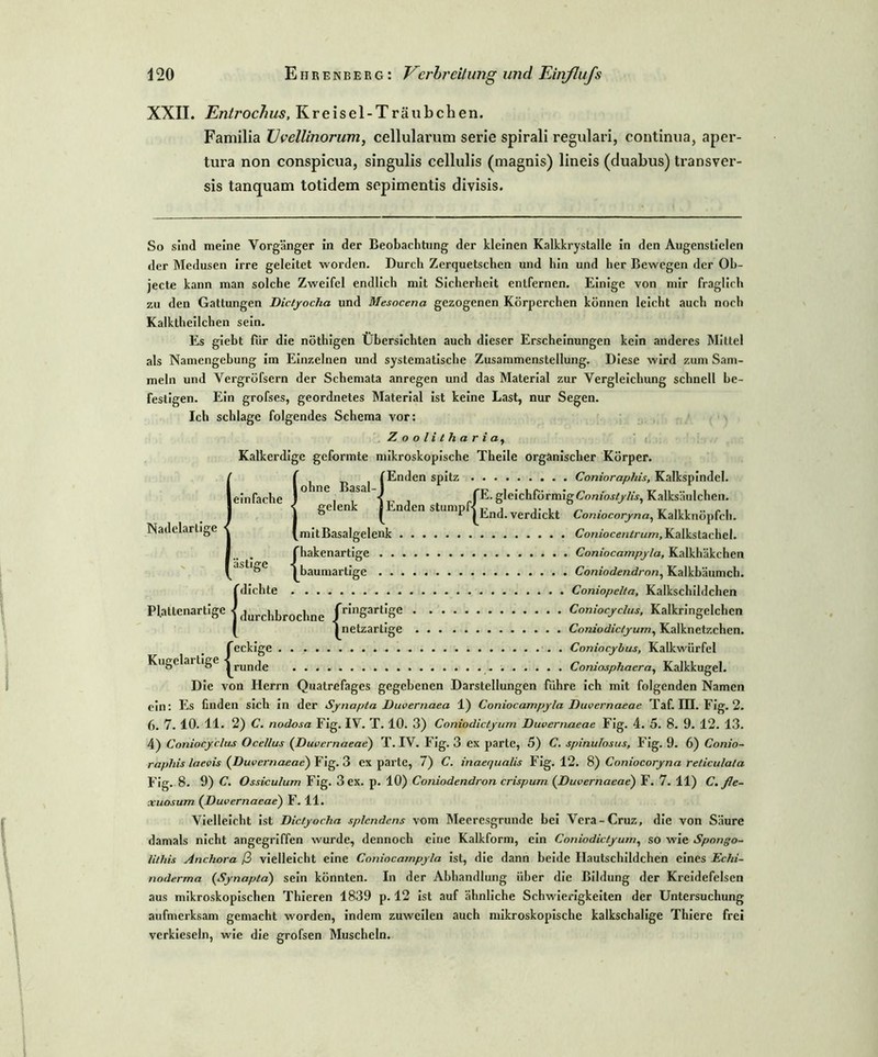 XXII. Entrochus, Kreisel-Träubchen. Familia JJvellinorum, cellularum serie spirali regulari, continua, aper- tura non conspicua, singulis cellulis (magnis) lineis (duabus) transver- sis tanquam totidem sepimentis divisis. So sind meine Vorgänger In der Beobachtung der kleinen Kalkkrystalle in den Augensticlen der Medusen irre geleitet worden. Durch Zerquetschen und hin und her Bewegen der Ob- jecte kann man solche Zweifel endlich mit Sicherheit entfernen. Einige von mir fraglich zu den Gattungen Dictyocha und Mesocena gezogenen Körperchen können leicht auch noch Kalktheilchen sein. Es giebt für die nöthigen Übersichten auch dieser Erscheinungen kein anderes Mittel als Namengebung im Einzelnen und systematische Zusammenstellung. Diese wird zum Sam- meln und Vergröfsern der Schemata anregen und das Material zur Vergleichung schnell be- festigen. Ein grofses, geordnetes Material ist keine Last, nur Segen. Ich schlage folgendes Schema vor: 1 fache Nadclarlige ohne Basal- gelenk miivi uaAupiov.ni. j. iu.nu {Enden spitz F 1 , f/E-S,e!c Enden stumpf jEnd ye f ästige Kugelarlige Zoolieharia, Kalkerdige gcfoi’mte mikroskopische Theile organischer Körper. fEnden spitz Conioraphis, Kalkspindel. ichförmigCo/?ioj////j, Kalksäulchcn. . verdickt Coniocoryna, Kalkknöpfch. mitBasalgelenk Coniocentrum, Kalkstachel. {hakenartige Coniocampyla, Kalkhäkchen baumartige Coniodendron, Kalkbäumch. {dichte . Coniopelta, Kalkschildchen durchbrochne fr'ngart'Se Coniocyclus, Kalkringelchen 1 netzartige Coniodictyum, Kalknetzchen. feckige Coniocybus, Kalkwürfel 1 runde Coniosphaera, Kalkkugel. Die von Herrn Quatrefages gegebenen Darstellungen führe ich mit folgenden Namen ein: Es finden sich in der Synapta Duvernaea 1) Coniocampyla Duvernaeae Taf. in. Fig. 2. 6. 7. 10. 11. 2) C. nodosa Fig. IV. T. 10. 3) Coniodictyum Duvernaeae Fig. 4. 5. 8. 9. 12. 13. 4) Coniocyclu-s Ocellus (Duvernaeae) T. IV. Fig. 3 ex partc, 5) C. spinulosus, Fig. 9. 6) Conio- raphis laevis (Duvernaeae) Fig. 3 ex parte, 7) C. inaequalis Fig. 12. 8) Coniocoryna reticulata Fig. 8. 9) C. Ossicu/um Fig. 3 ex. p. 10) Coniodendron crispum (Duvernaeae) F. 7. 11) C. fle- xuosum (Duvernaeae) F. 11. Vielleicht ist Dictyocha splcndcns vom Meeresgründe bei Vera-Cruz, die von Säure damals nicht angegriffen wurde, dennoch eine Kalkform, ein Coniodictyum, so wie Spongo- lithis Anchora ß vielleicht eine Coniocampyla ist, die dann beide Hautsclüldchen eines Echi- noderma (Synapta) sein könnten. In der Abhandlung über die Bildung der Kreidefelsen aus mikroskopischen Thieren 1839 p. 12 ist auf ähnliche Schwierigkeiten der Untersuchung aufmerksam gemacht worden, indem zuweilen auch mikroskopische kalkschalige Thiere frei verkieseln, wie die grofsen Muscheln.