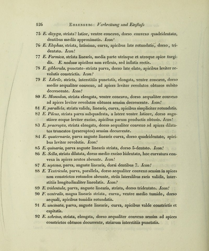 75 E. dizyga, striata? latior, ventre concavo, clorso convexo quadi’identato, dentibus mediis approximatis. Icon1 76 E. Elephas, striata, latissima, cux’va, apicibus late rotundatis, dorso, tri- dentato. Icon! 77 E. Formica, striata linearis, media parte utrinque et utroque apice turgi- dis. E. nodosa apicibus non reflexis, sed inflatis rectis. 78 E. gibberula, punctato-striata parva, dorso late elato, apicibus leviter i’c- volutis constrictis. Icon? 79 E Librile, stricta, interstitiis punctatis, elongata, ventre concavo, dorso medio aequaliter convexo, ad apices leviter revolutos obtusos subito decrescente. Icon! 80 E. Monodon, striata elongata, ventre concavo, dorso aequaliter convexo ad apices leviter revolutos obtusos sensim decrescente. Icon! 81 E. parallela, striata valida, linearis, curva, apicibus simpliciter rotundatis. 82 E. Pileus, stx’iata parva subquadrata, a latere ventre latiore, dorso angix- stiox'e eoqixe leviter exciso, apicibus parum productis obtusis. Icon! 83 E. praerupta, sti’iata elongata, dorso aequaliter convexo ad apices dilata- tos truncatos (praeruptos) sensim decurrente. 84 E. quaternaria, pai'va anguste linearis curva, dox’so quadridentato, apici- bus leviter revolutis. Icon! 85 E. quinaria, parva anguste lineaxis striata, dorso 5-dentato. Icon! 86 E. Sella, striata dilatata, dorso medio exciso bidentato, hoc curvatura coix- vexa in apices aeixtos abeunte. Icon! 87 E. septena, parva, anguste linearis, dorsi dentibus 7. Icon! 88 E. Textricula, parva, parallela, dorso aequaliter convexo sensim in apices non constrictos rotundos abeunte, striis lateralibus raris validis, inter- stitiis longitudinaliter lineolatis. Icon? 89 E. tridentula, parva, anguste linearis, striata, dorso tridentato. Icon! 90 F. ventralis, magna linearis striata, curva, ventre medio tumido, dorso aequali, apicibus tumidis rotundatis. 91 JE. uncinata, parva, anguste linearis, curva, apicibus valde constrictis et capitatis. 92 E. zebrina, striata, elongata, dorso aequaliter convexo sensim ad apices constrictos obtusos decurrente, striarum interstitiis punctatis.