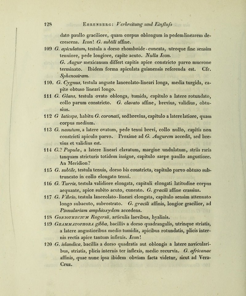 dato paullo graciliore, quam corpus oblongura in pedemlinearem de- crescens. Icon\ G. subtili affine. 109 G. apiculatum, testula a dorso rhomboide-cuneata, utroque fine sensim tenuiore, pede longiore, capite acuto. Nulla Icon. G. Augur mexicanum differt capitis apice constricto parvo mucrone terminato. Ibidem forma apiculata guianensis referenda est. Cfr. Sphenosiram. 110. G. Cygnus, testula anguste lanceolato-lineari longa, media turgida, ca- pite obtuso lineari longo. 111 G. Glans, testula ovato oblonga, tumida, capitulo a latere rotundato, collo parum constricto. G. clavato affine, brevius, validius, obtu- sius. 112 G laticcps, babitu G. coronati, sedbrevius, capitulo a laterelatiore, quam corpus medium. 113 G. nasutum,a latere ovatum, pede tenui brevi, collo nullo, capitis non constricti apiculo parvo. Proxime ad G. Augurem accedit, sed bre- vius et validius est. 114 G.? Pupula, a latere lineari clavatum, margine undulatum, striis raris tanquam stricturis totidem insigne, capitulo saepe paullo angustiore. An Meridion? 115 G. subtile, testula tenuis, dorso bis constricta, capitulo parvo obtuso sub- truncato in collo elongato tenui. 116 G. Turris, testula validiore elongata, capituli elongati latitudine corpus aequante, apice subito acuto, cuneato. G. gracili affine crassius. 117 G. Eibi'io, testula lanceolato-lineari elongata, capitulo sensim attenuato longo subacuto, subrostrato. G. gracili affinis, longior gracilior, ad Pinnulariam amphioxydem accedens. 118 Goniothecium Rogersii, articulis laevibus, hyalinis. 119 Grammatopiiora gibba, bacillis a dorso quadrangulis, utrinque striatis, a latere angustioribus medio tumidis, apicibus rotundatis, plicis inter- nis rectis apice tantum inflexis. Icon! 120 G. islandica, bacillis a dorso quadratis aut oblongis a latere naviculari- bus, striatis, plicis internis ter inflexis, medic recurvis. G. africanae affinis, quae nunc ipsa ibidem obviam facta videtur, sicut ad Vera- Cruz.
