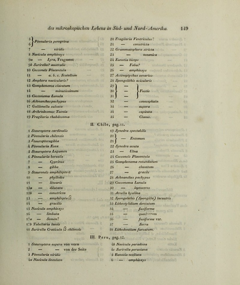 ^ i Pinnularia peregrina 20 Fragilaria Fentriculus ? 6J 21 — coristricta 7 — viridis 22 Grarnmatophora stricta 8 Navicula amphioxys 23 — oceanica Sa — Lyra, Fragment 24 Eunotia biceps Sb Surirella? australis 25 — Faba ? 10 Coccone'is Placentula 26 — amphioxys 11 — a. b. c. Scutellum 21 Actinoptychus senarius 12 Amphora navicularis? 28 Spongolithis acicularis 13 Gomphonerna clavatum 29 ) ~ ) lh — rninutissimum 30 > — > Fuslis 15 Cocconema Lunula 31 \ - \ 16 Achnanthes pachypus 32 — cenocephala 17 Gallionella sulcata 33 — aspera 18 Arthrodesmus Taenia 34 — capitata 19 Fragilaria rhabdosoma 35 — Clav us. II. Chile, pag.tl. 1 Slauroptera cardinalis 19 Synedra speclabilis 2 Pinnularia chi/ensis 20 ^ — Entomon 3 $tauropteragibba 21 4 Pinnularia Esox 22 Synedra acuta 5 Stauroptera Legumen 23 — Ulna 6 Pinnularia borealis 24 Coccone'is Placentula 7 — Cyprinus 25 Gomphonerna rotundatum 8 — gibba 26 — clavatum 9 Stauroneis amphilepta tx 27 — gracile 10 — phyllodes 28 Achnanthes pachypus 11 — linearis 29 Cocconema Lunula 12 a — dilatala 30 — leptoceros 12 b — constricla 31 Arcella hyalina 13 amphilepta ß 32 Spongolithis (Spongilla) laci 14 — gracilis 33 Lithostylidium dentaturn 15 Navicula amphioxys 34 — fusiforme 16 — limbata 35 — quadrr'am 1 ~a -— Semen? 36 — fusiforme var. 17 b Tabellaria laevis 37 — Serra 18 Surirella Craticula ß chi/ensis 38 Lithodontium furcatum. 1 Stauroptera aspera von vorn 2 — — von der Seite 3 Pinnularia viridis ha Navicula lineolala III. Peru, pag. 12. hb Navicula paradoxa hc Surirel/a peruviana 5 Eunolia ocellata 6 — amphioxys \