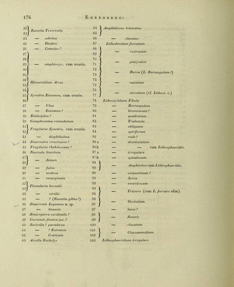 22 k Eunoiia Textricula 64 1 Amphidiscus truncatus 23 1 65 2k — zebrina 66 — clavatus 25 — Diodon 67 Lithodontium furcatum 26 27' — Camelus P 1 00 1 J — rostratum 28 70 ? — amphinxys, cum ovarils. 71 platjodon 30 72 Bursa (Z. Rectangulump') 31 73 — 32I 74 ” Himantidium Arcus nasutum 33, 75 34| 76 curvatum (cf. Lithost. c.) ■ Sjnedra Entomon, cum ovario. 77 . 351 36J 78 Lithostjlidium Fibula 37 — Ulna 79 — Rectangulum 38 — Entomon ? 80 — biconcavum P 39 Biddulphia ? 81 — quadratum 4o Gomphonema rotundatum 82 — Trabecula 4l] 42j ■ Fragilaria Sjnedra, cum ovario. 83 84 - - obliquum spiriferum 43 diophthalma 85 — rüde P 44 Staurosira construens ? 86 a — denficulatum 45 Fragilaria rhabdosoma ? 86 b — — cum Lithosphaeridio. 46 Navicula lineolata 87 a — irreguläre 471 — Semen 87b 88 ] 89 J spinulosum J 49 — fulva Amphiodon cum Lithosphaeridio. 50 — undosa 90 — serpentinum P 51 — emarginata 91 — Serra } 54 Pinnularia borealis 92 93 ] 94 ventricosum — viridis Triceros (cum L.furcato olim). 55 — ? (Eunotia gibba Ossiculum 56 Staurone'is Legumen n. sp. 96 j 57 — linearis 97 — laeoe P 58 Stauroptera cardinalis P 98 1 Securis 59 Cocconeis finnica juv. P 99 J 60 Surirella P paradoxa 100 — clavatum 61 — P Entomon lOl 1 Clepsammidium 62 — Craticula 102 J 63 Arcella Encheljs 103 Lithosphaeridium irreguläre