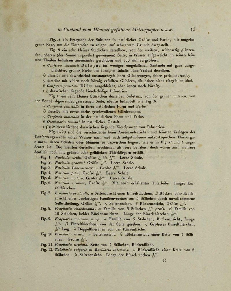 Fig. A ein Fragment der Substanz in natürlicher Gröfse und Farbe, mit umgebo gener Ecke, um die Unterseite zu zeigen, auf schwarzem Grunde dargestellt. Fig. B ein sehr kleines Stückchen derselben, von der weifsen, seidenartig glänzen den, oberen (der Sonne zugekebrt gewesenen) Seite, in Wasser aufgeweiebt, in seinen fein- sten Theilen behutsam auseinander geschoben und 300 mal vergröfsert. « Conferva cupillaris Dillwyne im weniger eingefallenen Zustande mit ganz ausge- bleichter, grüner Farbe des körnigen Inhalts ohne Verlust desselben. ß dieselbe mit abwechselnd zusammengefallenen Gliederungen, daher perlschnurartig. y dieselbe mit vielen noch körnig erfüllten Gliedern, die daher nicht eingefallen sind. 6 Conferva punctalis Dillw. ausgebleicht, aber innen noch körnig, s dazwischen liegende kieselschalige Infusorien. Fig. C ein sehr kleines Stückchen derselben Substanz, von der grünen unteren, von der Sonne abgewendet gewesenen Seite, ebenso behandelt wie Fig. B. « Conferva punctalis in ihrer natürlichen Form und Farbe. ß dieselbe mit etwas mehr geschwollenen Gliederungen. 7 Conferva punctalis in der natürlichen Form und Farbe. & Oscillatoria limosa? in natürlicher Gestalt. £ i rt & verschiedene dazwischen liegende Kieselpanzer von Infusorien. Fig. 1-20 sind die verschiedenen beim Auseinanderziehen und feinsten Zerlegen des Confervengewebes unter Wasser nach und nach aufgefundenen mikroskopischen Thierorga- nismen, deren Schalen oder Mumien so dazwischen liegen, wie es in Fig. B und C ange- deutet ist. Die meisten derselben erschienen als leere Schalen, doch waren auch mehrere deutlich noch mit grünen oder gelblichen Thierkörpern erfüllt. Fig. 1. Navicula viridis, Gröfse ^ bis £■. Leere Schale. Fig. 2. Navicula gracilis? Gröfse Leere Schale. Fig. 3. Navicula Phoenicenteron, Gröfse Leere Schale. Fig. 4. Navicula fulva, Gröfse Leere Schale. Fig. 5. Navicula nodosa, Gröfse -gf, Leere Schale. Fig. 6. Navicula viridula, Gröfse jf. Mit noch erhaltenem Thierleibe. Junges Ein- zelthierchen. Fig. 7. Fragilaria pectinalis, a Seitenansicht eines Einzelstäbchens, ß Rücken- oder Bauch- ansicht eines bandartigen Familienvereines aus 5 Stäbchen durch unvollkommene Selbsttheilung, Gröfse jf. y Seitenansicht. § Rückenansicht, Gröfse jL'. Fig. 8. Fragilaria rhabdosoma, ce Familie von 5 Stäbchen grofs. ß Familie von 10 Stäbchen, beides Rückenansichten. Länge der Einzelthierchen jf. Fig. 9. Fragilaria mesodon n. sp. u Familie von 5 Stäbchen, Rückenansicht, Länge ß Einzelthierchen, von der Seite gesehen, y Gröfseres Einzelthierchen, yi” lang. § Doppelthierchen von der Rückenfläche. Fig. 10. Fragilaria acuta, a Seitenansicht, ß Rückenansicht einer Kette von 4 Stäb- chen. Gröfse Fig. 11. Fragilaria striolata, Kette von 4 Stäbchen, Rückenfläche. Fig. 12. Tabellaria vulgaris = Bacillaria tabellaris. a Rückenfläche einer Kette von 6 Stäbchen, ß Seitenansicht. Länge der Einzelstäbchen c