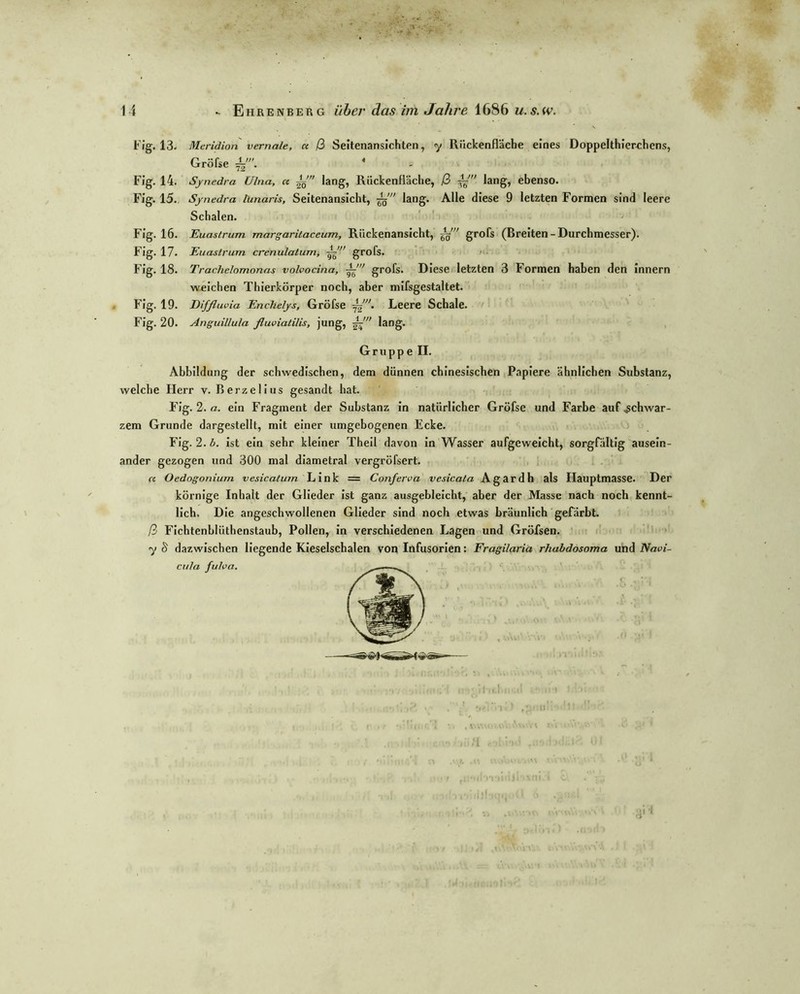 Fig. 13. Meridion vernale, ce ß Seitenansichten, y Rückenfläche eines Doppelthierchcns, Gröfse 4'. Fig. 14. Synedra Ulna, a lang, Riickenfläche, ß lang, ebenso. Fig. 15. Synedra lunaris, Seitenansicht, -gf lang. Alle diese 9 letzten Formen sind leere Schalen. Fig. 16. Euastrum margaritaceum, Rückenansicht, gf” grofs (Breiten - Durchmesser). Fig. 17. Euastrum crenulatum, grofs. Fig. 18. Trachelomonas volvocina, ±- grofs. Diese letzten 3 Formen haben den innem weichen Thierkörper noch, aber mifsgestaltet. Fig. 19. Diffluvia Enchelys, Gröfse jf. Leere Schale. Fig. 20. Anguillula fluoiatilis, jung, £■ lang. Gruppe II. Abbildung der schwedischen, dem dünnen chinesischen Papiere ähnlichen Substanz, welche Herr v. Berzelius gesandt hat. Fig. 2. a. ein Fragment der Substanz in natürlicher Gröfse und Farbe auf schwar- zem Grunde dargestellt, mit einer umgebogenen Ecke. Fig. 2. b. ist ein sehr kleiner Theil davon in Wasser aufgeweicht, sorgfältig ausein- ander gezogen und 300 mal diametral vergröfsert. ct Oedogoniurn vesicatum Link = Conferott vesicata Agardh als Hauptmasse. Der körnige Inhalt der Glieder ist ganz ausgebleicht, aber der Masse nach noch kennt- lich. Die angeschwollenen Glieder sind noch etwas bräunlich gefärbt. ß Fichtenblüthenstaub, Pollen, in verschiedenen Lagen und Gröfsen. yS dazwischen liegende Kieselschalen von Infusorien: Fragilaria rhabdosoma und Naoi- cula fu/oa.