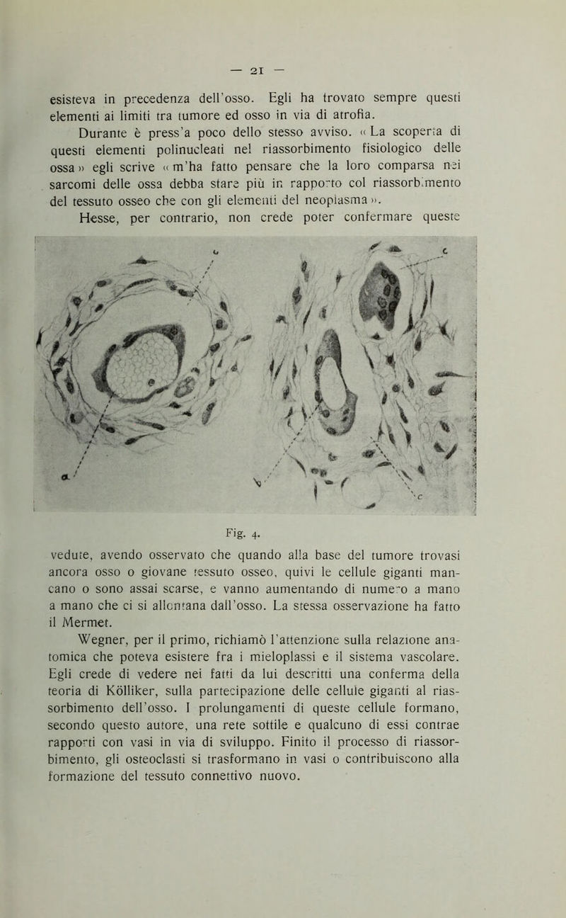 esisteva in precedenza dell’osso. Egli ha trovato sempre questi elementi ai limiti tra tumore ed osso in via di atrofìa. Durante è press'a poco dello stesso avviso. « La scoperta di questi elementi polinucleati nel riassorbimento fisiologico delle ossa» egli scrive a m’ha fatto pensare che la loro comparsa nei sarcomi delle ossa debba stare più in rapporto col riassorbimento del tessuto osseo che con gli elementi del neoplasma». Elesse, per contrario, non crede poter confermare queste Fig. 4. vedute, avendo osservato che quando alla base del tumore trovasi ancora osso o giovane tessuto osseo, quivi le cellule giganti man- cano o sono assai scarse, e vanno aumentando di numero a mano a mano che ci si allontana dall’osso. La stessa osservazione ha fatto il Mermet. Wegner, per il primo, richiamò l’attenzione sulla relazione ana- tomica che poteva esistere fra i mieloplassi e il sistema vascolare. Egli crede di vedere nei fatti da lui descritti una conferma della teoria di Kolliker, sulla partecipazione delle cellule giganti al rias- sorbimento dell’osso. 1 prolungamenti di queste cellule formano, secondo questo autore, una rete sottile e qualcuno di essi contrae rapporti con vasi in via di sviluppo. Finito il processo di riassor- bimento, gli osteoclasti si trasformano in vasi 0 contribuiscono alla formazione del tessuto connettivo nuovo.