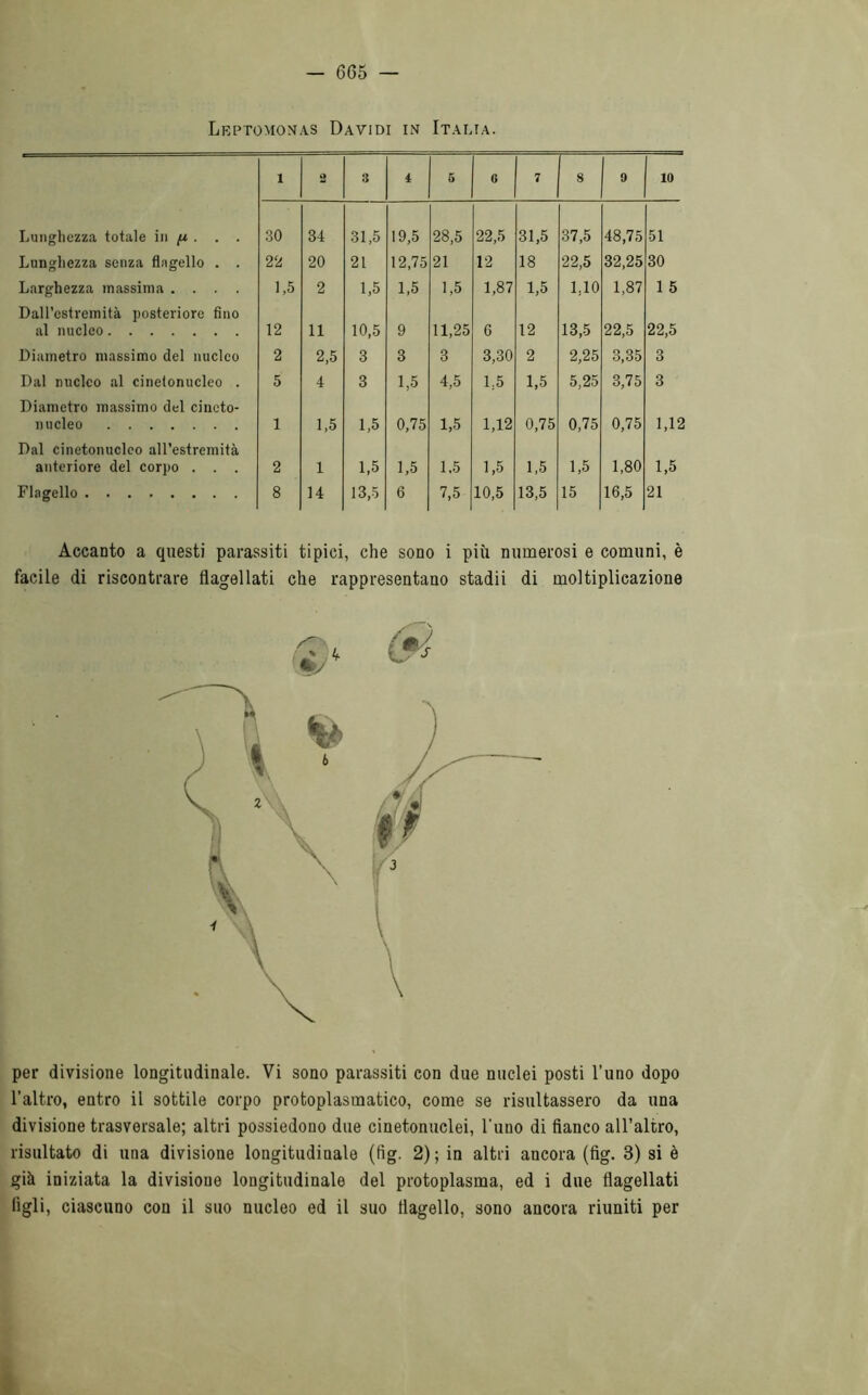 - 665 — Leptomonas Davidi in Italia. l o 3 4 5 6 7 8 9 io Lunghezza totale in fi . . . 30 34 31,5 19,5 28,5 22,5 31,5 37,5 48,75 51 Lunghezza senza flagello . . 22 20 21 12,75 21 12 18 22,5 32,25 30 Larghezza massima .... 1,5 2 1,5 1,5 1,5 1,87 1,5 1,10 1,87 1 5 Dall’estremità posteriore fino al nucleo 12 11 10,5 9 11,25 G 12 13,5 22,5 22,5 Diametro massimo del nucleo 2 2,5 3 3 3 3,30 2 2,25 3,35 3 Dal nucleo al cinetonucleo . 5 4 3 1,5 4,5 1,5 1,5 5,25 3,75 3 Diametro massimo del ciueto- nucleo 1 1,5 1,5 0,75 1,5 1,12 0,75 0,75 0,75 1,12 Dal cinetonucleo all’estremità anteriore del corpo . . . 2 1 1,5 1,5 1,5 1,5 1,5 1,5 1,80 1,5 Flagello 8 14 13,5 6 7,5 10,5 13,5 15 16,5 21 Accanto a questi parassiti tipici, che sono i più numerosi e comuni, è facile di riscontrare flagellati che rappresentano stadii di moltiplicazione per divisione longitudinale. Vi sono parassiti con due nuclei posti l’uno dopo l’altro, entro il sottile corpo protoplasmatico, come se risultassero da una divisione trasversale; altri possiedono due cinetonuclei, l'uno di fianco all’altro, risultato di una divisione longitudinale (fig. 2); in altri ancora (fig. 3) si è già iniziata la divisione longitudinale del protoplasma, ed i due flagellati figli, ciascuno con il suo nucleo ed il suo flagello, sono ancora riuniti per