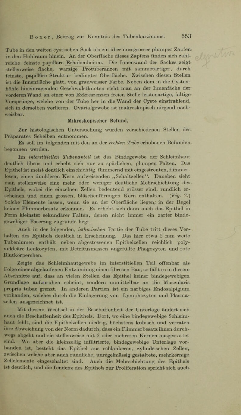 Tube in den weiten cystischen Sack als ein über nussgrosser plumper Zapfen in den Hohlraum hinein. An der Oberfläche dieses Zapfens finden sich zahl- reiche feinste papilläre Erhabenlieiten. Die Innenwand des Sackes zeigt stellenweise flache, warzige Protuberanzen mit sammetartiger, durch feinste, papilläre Struktur bedingter Oberfläche. Zwischen diesen Stellen ist die Innenfläche glatt, von grauweisser Farbe. Neben dem in die Cysten- höhle hineinragenden Geschwulstknoten sieht man an der Innenfäche der vorderen Wand an einer von Exkreszenzen freien Stelle leistenartige, faltige A'orsprünge, welche von der Tube her in die Wand der Cyste einstrahlend, sich in derselben verlieren. Ovarialgewebe ist makroskopisch nirgend nach- weisbar. Mikroskopischer Befund. Zur histologischen Untersuchung wurden verschiedenen Stellen des Präparates Scheiben entnommen. Es soll im folgenden mit den an der rechten Tube erhobenen Befunden l)egonnen werden. Im interstitiellen Tribenanteil ist das Bindegewebe der Schleimhaut deutlich fibrös und erhebt sich nur zu spärlichen, plumpen Falten. Das Epithel ist meist deutlich einschichtig, flimmernd mit eingestreuten, fhmmer- losen, einen dunkleren Kern aufweisenden ,,Schaltzellen“. Daneben sieht man stellenweise eine mehr oder weniger deutliche Mehrschichtung des Epithels, wobei die einzelnen Zellen bedeutend grösser sind, rundlich er- scheinen und einen grossen, bläschenförmigen Kern enthalten. {Fig. 2.) Solche Elemente lassen, wenn sie an der Oberfläche liegen,' in der Regel keinen Flimmerbesatz erkennen. Es erhebt sich dann auch das Epithel in Form kleinster sekundärer Falten, denen nicht immer ein zarter binde- gewebiger Faserzug zugnmde liegt. Auch in der folgenden, isthmischen Partie der Tube tritt dieses Ver- halten des Epithels deutlich in Erscheimmg. Das hier etwa 2 mm weite Tubenlumen enthält neben abgestossenen Epithelzellen reichlich poly- nukleäre Leukozyten, mit Detritusmassen angefüllte Phagozyten imd rote Blutkörperchen. Zeigte das Schleimhautgewebe im interstitiellen Teil offenbar als Folge einer abgelaufenen Entzündung einen fibrösen Bau, so fällt es in diesem Abschnitte auf, dass an vielen Stellen das Epithel keiner bindegewebigen Grundlage aufzuruhen scheint, sondern unmittelbar an die Muscularis propria tubae grenzt. In anderen Partien ist ein narbiges Endosalpigium vorhanden, welches diuch die Einlagonmg von Lymphozyten und Plasma- zellen ausgezeichnet ist. Mit diesem Wechsel in der Beschaffenheit der Unterlage ändert sich auch die Beschaffenheit des Epithels. Dort, wo eine bindegewebige Schleim- haut fehlt, sind die Epithelzellen niedrig, höchstens kubisch und verraten ihre Abw eichung von der Norm dadurch, dass ein Flimmerbesatz ihnen durch- vegs abgeht und sie stellenweise mit 2 oder mehreren Kernen ausgestattet sind. Wo aber die kleinzelhg infiltrierte, bindegewebige Unterlage vor- handen ist, besteht das Epithel aus schlankeren, zylindrischen Zellen, zwischen welche aber auch rundliche, unregelmässig gestaltete, mehrkernige Zellelemente eingeschaltet sind. Auch die Mehrschichtung des Epithels ist deutlich, und die Tendenz des Epithels zur Proliferation spricht sich auch