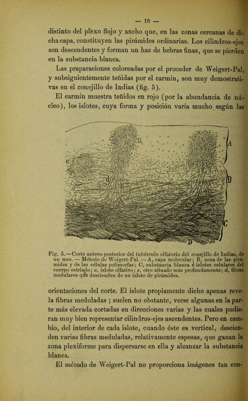 distinto del plexo flojo y ancho que, en las zonas cercanas de di- cha capa, constituyen las pirámides ordinarias. Los cilindros-ejes son descendentes y forman un haz de hebras finas, que se pierden en la substancia blanca. Las preparaciones coloreadas por el proceder de Weigert-Pal, y subsiguientemente teñidas por el carmín, son muy demostrati- vas en el conejillo de Indias (fig. 5). El carmín muestra teñidos en rojo (por la abundancia de nú- cleo), los islotes, cuya forma y posición varía mucho según las Fig. 5.—Corte antero-posterior del tubérculo olfatorio del conejillo de Indias, de un mes. — Método de Weigert-Pal. —A, capa molecular; B, zona de las pirá- mides y de jas células polimorfas; C, substancia blanca é islotes celulares del cuerpo estriado; «, islote olfativo; e, otro situado más profundamente; d, fibras medulares que descienden de un islote de pirámides. orientaciones del corte. El islote propiamente dicho apenas reve- la fibras meduladas ; suelen no obstante, verse algunas en la par- te más elevada cortadas en direcciones varias y las cuales pudie- ran muy bien representar cilindros-ejes ascendentes. Pero en cam- bio, del interior de cada islote, cuando éste es vertical, descien- den varias fibras meduladas, relativamente espesas, que ganan la zona plexiforme para dispersarse en ella y alcanzar la substancia blanca. El método de Weigert-Pal no proporciona imágenes tan con-