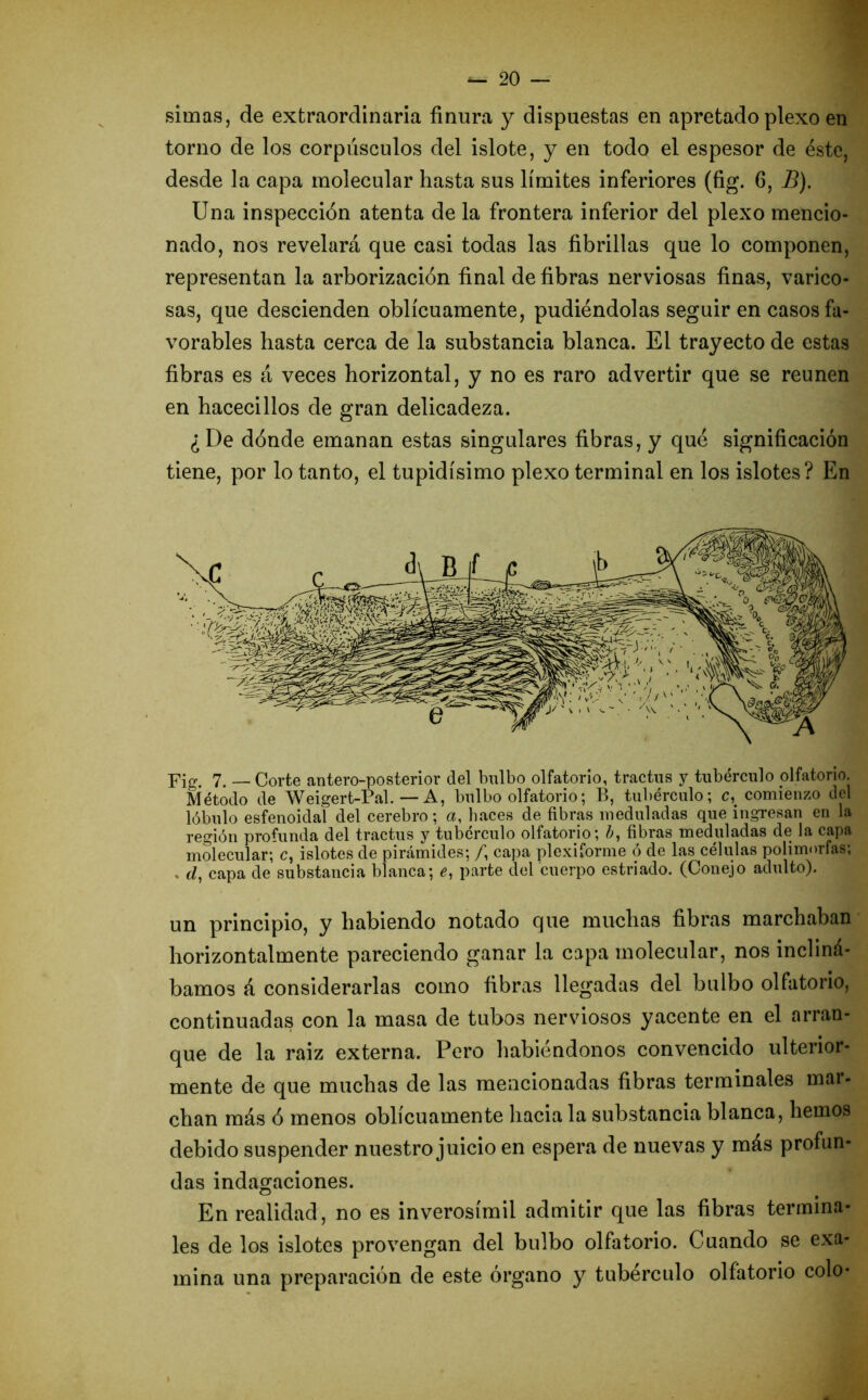 simas, de extraordinaria finura y dispuestas en apretado plexo en torno de los corpúsculos del islote, y en todo el espesor de éste, desde la capa molecular hasta sus límites inferiores (fig. 6, B). Una inspección atenta de la frontera inferior del plexo mencio- nado, nos revelará que casi todas las fibrillas que lo componen, representan la arborización final de fibras nerviosas finas, varico- sas, que descienden oblicuamente, pudiéndolas seguir en casos fa- vorables hasta cerca de la substancia blanca. El trayecto de estas fibras es á veces horizontal, y no es raro advertir que se reúnen en hacecillos de gran delicadeza. ¿De dónde emanan estas singulares fibras, y qué significación tiene, por lo tanto, el tupidísimo plexo terminal en los islotes? En Fig. 7. — Corte antero-posterior del bulbo olfatorio, tractus y tubérculo olfatorio. Método de Weigert-Pal. — A, bulbo olfatorio; B, tubérculo; c, comienzo del lóbulo esfenoidal clel cerebro; a, haces de fibras íueduladas que ingresan en la región profunda del tractus y tubérculo olfatorio; fibras rneduladas de la capa molecular; c, islotes de pirámides; /, capa plexiforme ó de las células polimorfas; , d, capa de substancia blanca; e, parte del cuerpo estriado. (Conejo adulto). un principio, y habiendo notado que muchas fibras marchaban horizontalmente pareciendo ganar la capa molecular, nos incliná- bamos á considerarlas como fibras llegadas del bulbo olfatorio, continuadas con la masa de tubos nerviosos yacente en el arran- que de la raiz externa. Pero habiéndonos convencido ulterior- mente de que muchas de las mencionadas fibras terminales mai- chan más ó menos oblicuamente hacia la substancia blanca, hemos debido suspender nuestro juicio en espera de nuevas y más profun- das indagaciones. En realidad, no es inverosímil admitir que las fibras termina- les de los islotes provengan del bulbo olfatorio. Cuando se exa- mina una preparación de este órgano y tubérculo olfatorio colo*