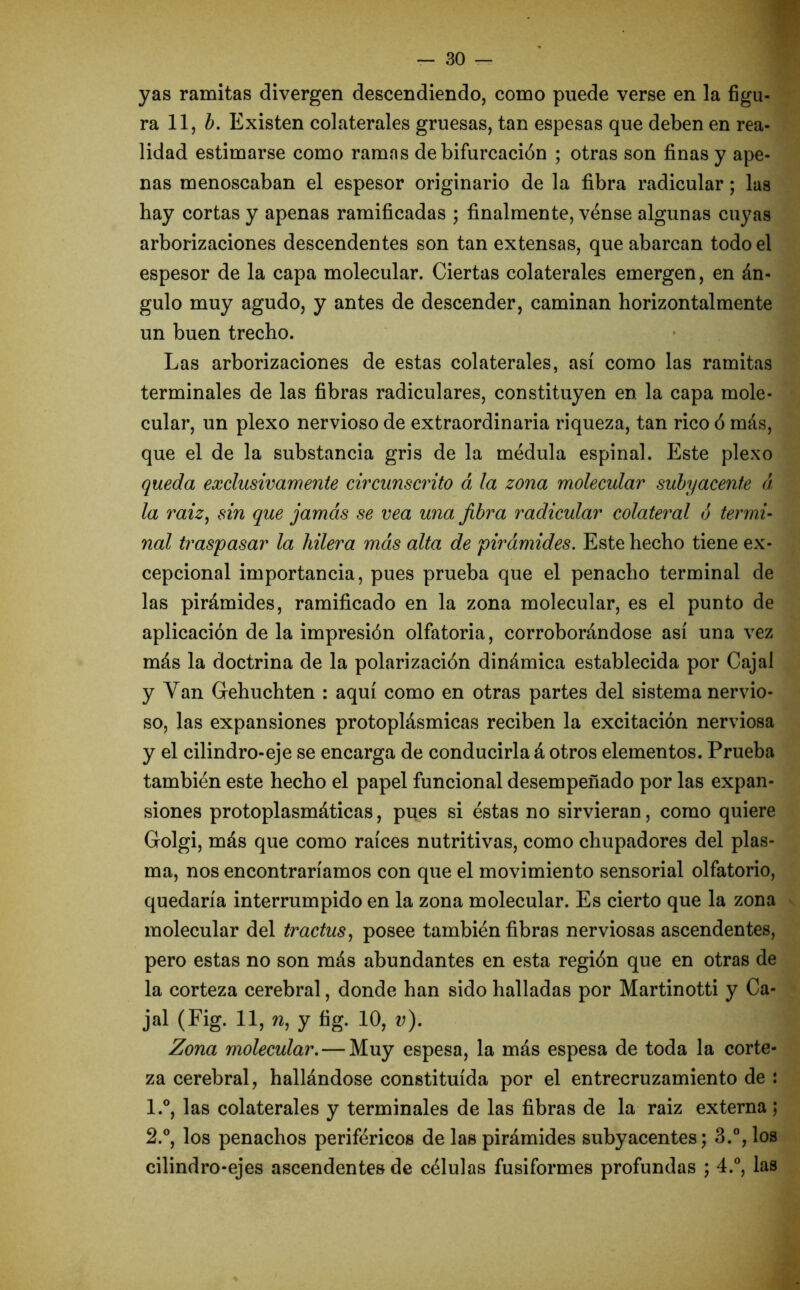 yas ramitas divergen descendiendo, como puede verse en la figu- ra 11, b. Existen colaterales gruesas, tan espesas que deben en rea- lidad estimarse como ramas de bifurcación ; otras son finas y ape- nas menoscaban el espesor originario de la fibra radicular; las hay cortas y apenas ramificadas ; finalmente, vénse algunas cuyas arborizaciones descendentes son tan extensas, que abarcan todo el espesor de la capa molecular. Ciertas colaterales emergen, en án- gulo muy agudo, y antes de descender, caminan horizontalmente un buen trecho. Las arborizaciones de estas colaterales, así como las ramitas terminales de las fibras radiculares, constituyen en la capa mole- cular, un plexo nervioso de extraordinaria riqueza, tan rico ó más, que el de la substancia gris de la médula espinal. Este plexo queda exclusivamente circunscrito á la zona molecular subyacente á la raiz, sin que jamás se vea una fibra radicular colateral ó termi- nal traspasar la hilera más alta de pirámides. Este hecho tiene ex- cepcional importancia, pues prueba que el penacho terminal de las pirámides, ramificado en la zona molecular, es el punto de aplicación de la impresión olfatoria, corroborándose así una vez más la doctrina de la polarización dinámica establecida por Cajal y Van Gehuchten : aquí como en otras partes del sistema nervio- so, las expansiones protoplásmicas reciben la excitación nerviosa y el cilindro-eje se encarga de conducirla á otros elementos. Prueba también este hecho el papel funcional desempeñado por las expan- siones protoplasmáticas, pues si éstas no sirvieran, como quiere Golgi, más que como raíces nutritivas, como chupadores del plas- ma, nos encontraríamos con que el movimiento sensorial olfatorio, quedaría interrumpido en la zona molecular. Es cierto que la zona molecular del tractus, posee también fibras nerviosas ascendentes, pero estas no son más abundantes en esta región que en otras de la corteza cerebral, donde han sido halladas por Martinotti y Ca- jal (Fig. 11, n, y fig. 10, v). Zona molecular. — Muy espesa, la más espesa de toda la corte- za cerebral, hallándose constituida por el entrecruzamiento de : 1. °, las colaterales y terminales de las fibras de la raiz externa; 2. °, los penachos periféricos de las pirámides subyacentes; 3.°, los cilindro-ejes ascendentes de células fusiformes profundas ; 4.°, las