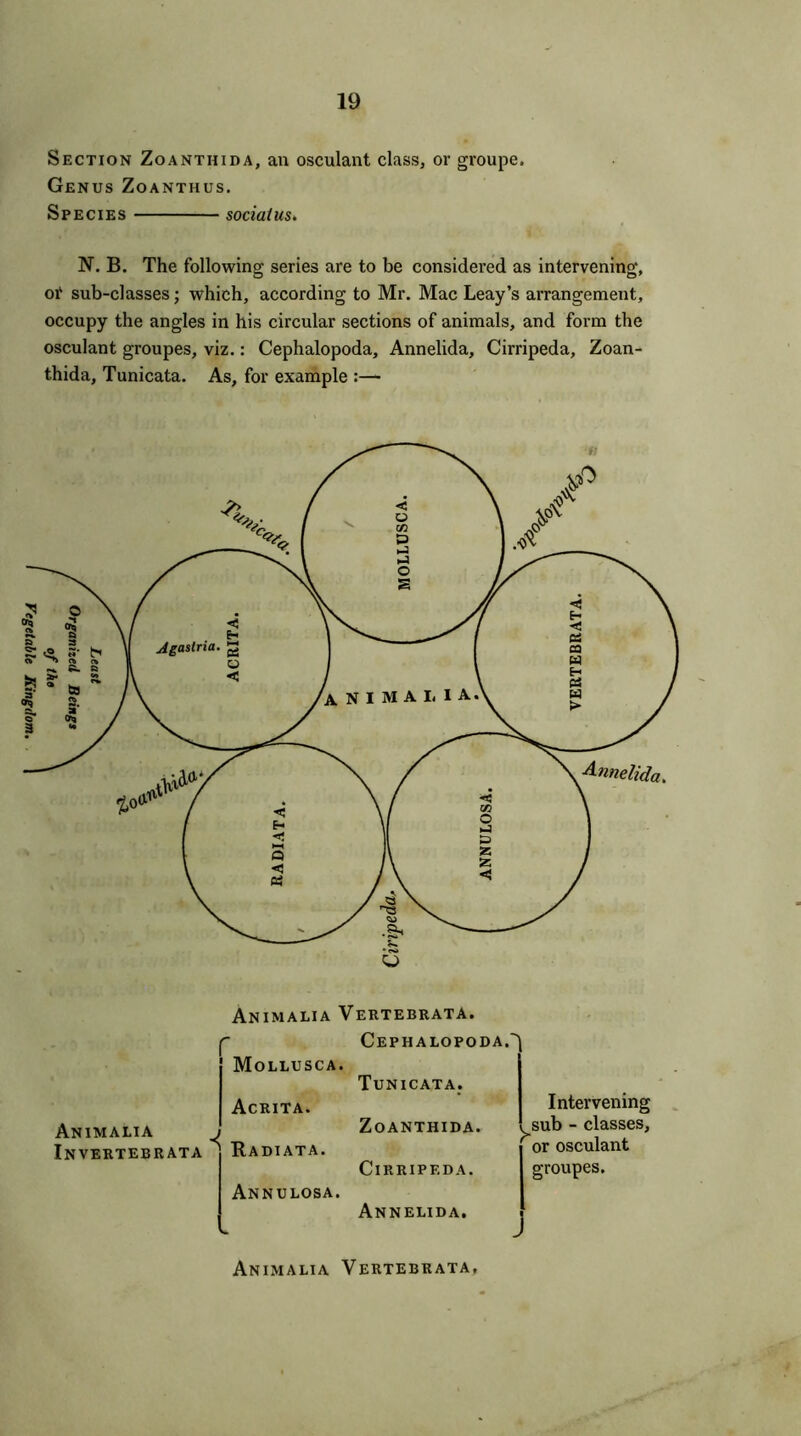 Section Zoanthida, an osculant class, or groupe. Genus Zoanthus. Species social us. N. B. The following series are to be considered as intervening, of sub-classes; which, according to Mr. Mac Leay’s arrangement, occupy the angles in his circular sections of animals, and form the osculant groupes, viz.: Cephalopoda, Annelida, Cirripeda, Zoan- thida, Tunicata. As, for example :— Annelida. Animalia Invertebrata Animalia Vertebrata. r Mollusca. Acrita. Radiata. Annulosa. Cephalopoda.' Tunicata. Zoanthida. Cirripeda. Annelida. Intervening sub - classes, or osculant groupes. Animalia Vertebrata,