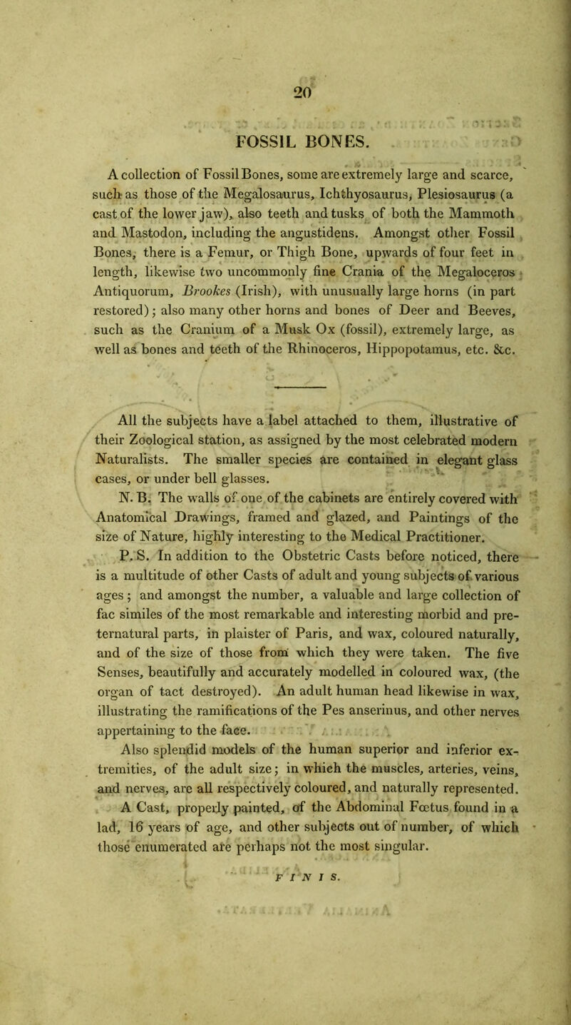 FOSSIL BONES. A collection of Fossil Bones, some are extremely large and scarce, such as those of the Megalosaurus, Ichthyosaurus, Plesiosaurus (a cast of the lower jaw), also teeth and tusks of both the Mammoth and Mastodon, including the angustidens. Amongst other Fossil Bones, there is a Femur, or Thigh Bone, upwards of four feet in length, likewise two uncommonly fine Crania of the Megaloceros Antiquorum, Brookes (Irish), with unusually large horns (in part restored); also many other horns and bones of Deer and Beeves, such as the Cranium of a Musk Ox (fossil), extremely large, as well as bones and teeth of the Rhinoceros, Hippopotamus, etc. &c. All the subjects have a label attached to them, illustrative of their Zoological station, as assigned by the most celebrated modern Naturalists. The smaller species are contained in elegant glass cases, or under bell glasses. N. B. The walls of one of the cabinets are entirely covered with Anatomical Drawings, framed and glazed, and Paintings of the size of Nature, highly interesting to the Medical Practitioner. P. S. In addition to the Obstetric Casts before noticed, there is a multitude of other Casts of adult and young subjects of various ages ; and amongst the number, a valuable and large collection of fac similes of the most remarkable and interesting morbid and pre- ternatural parts, in plaister of Paris, and wax, coloured naturally, and of the size of those from which they were taken. The five Senses, beautifully and accurately modelled in coloured wax, (the organ of tact destroyed). An adult human head likewise in wax, illustrating the ramifications of the Pes anserinus, and other nerves appertaining to the face. Also splendid models of the human superior and inferior ex- tremities, of the adult size; in which the muscles, arteries, veins, and nerves, arc all respectively coloured, and naturally represented. A Cast, properly painted, of the Abdominal Foetus found in a lad, 16 years of age, and other subjects out of number, of which those enumerated are perhaps not the most singular. FINIS.