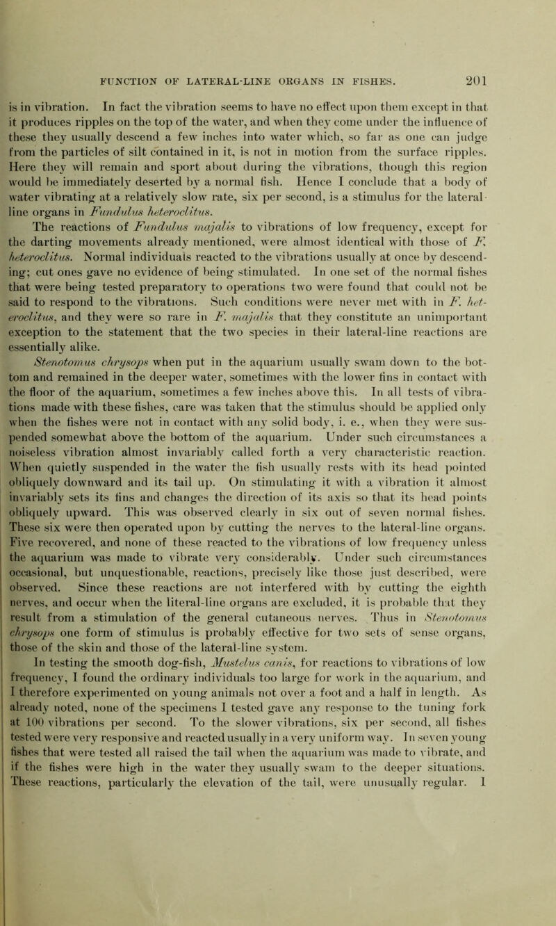 is in vibration. In fact the vibration seems to have no effect upon them except in that it produces ripples on the top of the water, and when they come under the influence of these they usually descend a few inches into water which, so far as one can judge from the particles of silt contained in it, is not in motion from the surface ripples. Here they will remain and sport about during the vibrations, though this region would be immediately deserted by a normal fish. Hence I conclude that a body of water vibrating at a relatively slow rate, six per second, is a stimulus for the lateral line organs in Fundulus heteroclitus. The reactions of Fundulus majalis to vibrations of low frequency, except for the darting movements already mentioned, were almost identical with those of F. heteroclitus. Normal individuals reacted to the vibrations usually at once by descend- ing; cut ones gave no evidence of being stimulated. In one set of the normal fishes that were being tested preparatory to operations two were found that could not be said to respond to the vibrations. Such conditions were never met with in F. het- eroclitus., and they were so rare in F. majalis that they constitute an unimportant exception to the statement that the two species in their lateral-line reactions are essentially alike. Stenotomus chrysops when put in the aquarium usually swam down to the bot- tom and remained in the deeper water, sometimes with the lower tins in contact with the floor of the aquarium, sometimes a few inches above this. In all tests of vibra- tions made with these fishes, care was taken that the stimulus should be applied only when the fishes were not in contact with any solid body, i. e., when they were sus- pended somewhat above the bottom of the aquarium. Under such circumstances a noiseless vibration almost invariably called forth a very characteristic reaction. When quietly suspended in the water the fish usually rests with its head pointed obliquely downward and its tail up. On stimulating it with a vibration it almost invariably sets its fins and changes the direction of its axis so that its head points obliquely upward. This was observed clearly in six out of seven normal fishes. These six were then operated upon by cutting the nerves to the lateral-line organs. Five recovered, and none of these reacted to the vibrations of low frequency unless the aquarium was made to vibrate very considerably. Under such circumstances occasional, but unquestionable, reactions, precisely like those just described, were observed. Since these reactions are not interfered with by cutting the eighth nerves, and occur when the literal-line organs are excluded, it is probable that they result from a stimulation of the general cutaneous nerves. Thus in Stenotomus chrysops one form of stimulus is probably effective for two sets of sense organs, those of the skin and those of the lateral-line system. In testing the smooth dog-fish, Mustelus canis, for reactions to vibrations of low frequency, I found the ordinary individuals too large for work in the aquarium, and I therefore experimented on young animals not over a foot and a half in length. As already noted, none of the specimens I tested gave any response to the tuning fork at 100 vibrations per second. To the slower vibrations, six per second, all fishes tested were very responsive and reacted usually in a very uniform way. I n seven young fishes that were tested all raised the tail when the aquarium was made to vibrate, and if the fishes were high in the water they usually swam to the deeper situations. These reactions, particularly the elevation of the tail, were unusually regular. I