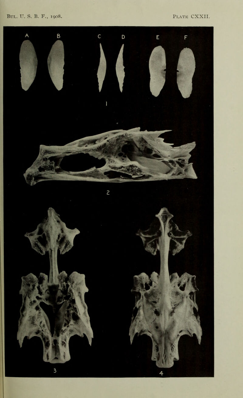 But. U. S. B. F., 1908. Plate CXXII.