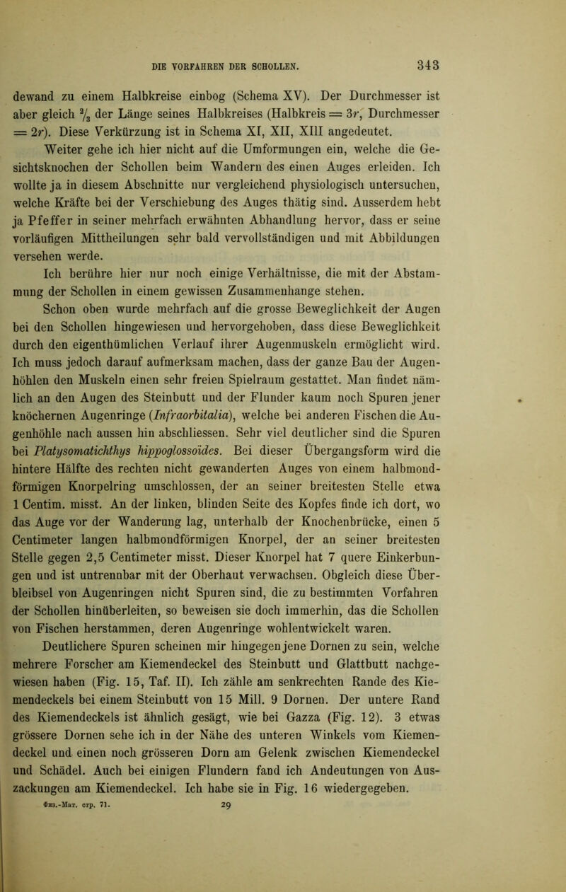 dewand zu einem Halbkreise einbog (Schema XV). Der Durchmesser ist aber gleich % der Länge seines Halbkreises (Halbkreis = 3r, Durchmesser = 2r). Diese Verkürzung ist in Schema XI, XII, XIII angedeutet. Weiter gehe ich hier nicht auf die Umformungen ein, welche die Ge- sichtsknochen der Schollen beim Wandern des einen Auges erleiden. Ich wollte ja in diesem Abschnitte nur vergleichend physiologisch untersuchen, welche Kräfte bei der Verschiebung des Auges thätig sind. Ausserdem hebt ja Pfeffer in seiner mehrfach erwähnten Abhandlung hervor, dass er seine vorläufigen Mittheilungen sehr bald vervollständigen und mit Abbildungen versehen werde. Ich berühre hier nur noch einige Verhältnisse, die mit der Abstam- mung der Schollen in einem gewissen Zusammenhänge stehen. Schon oben wurde mehrfach auf die grosse Beweglichkeit der Augen bei den Schollen hingewiesen und hervorgehoben, dass diese Beweglichkeit durch den eigentümlichen Verlauf ihrer Augenmuskeln ermöglicht wird. Ich muss jedoch darauf aufmerksam machen, dass der ganze Bau der Augen- höhlen den Muskeln einen sehr freien Spielraum gestattet. Man findet näm- lich an den Augen des Steinbutt und der Flunder kaum noch Spuren jener knöchernen Augenringe (Infraorbitalia), welche bei anderen Fischen die Au- genhöhle nach aussen hin abschliessen. Sehr viel deutlicher sind die Spuren bei Platysomatichthys hippoglosso'ides. Bei dieser Übergangsform wird die hintere Hälfte des rechten nicht gewanderten Auges von einem halbmond- förmigen Knorpelring umschlossen, der an seiner breitesten Stelle etwa 1 Centim. misst. An der linken, blinden Seite des Kopfes finde ich dort, wo das Auge vor der Wanderung lag, unterhalb der Knochenbrücke, einen 5 Centimeter langen halbmondförmigen Knorpel, der an seiner breitesten Stelle gegen 2,5 Centimeter misst. Dieser Knorpel hat 7 quere Einkerbun- gen und ist untrennbar mit der Oberhaut verwachsen. Obgleich diese Über- bleibsel von Augenringen nicht Spuren sind, die zu bestimmten Vorfahren der Schollen hinüberleiten, so beweisen sie doch immerhin, das die Schollen von Fischen herstammen, deren Augenringe wohlentwickelt waren. Deutlichere Spuren scheinen mir hingegen jene Dornen zu sein, welche mehrere Forscher am Kiemendeckel des Steinbutt und Glattbutt nachge- wiesen haben (Fig. 15, Taf. II). Ich zähle am senkrechten Rande des Kie- mendeckels bei einem Steinbutt von 15 Mill. 9 Dornen. Der untere Rand des Kiemendeckels ist ähnlich gesägt, wie bei Gazza (Fig. 12). 3 etwas grössere Dornen sehe ich in der Nähe des unteren Winkels vom Kiemen- deckel und einen noch grösseren Dorn am Gelenk zwischen Kiemendeckel und Schädel. Auch bei einigen Flundern fand ich Andeutungen von Aus- zackungeu am Kiemendeckel. Ich habe sie in Fig. 16 wiedergegeben.