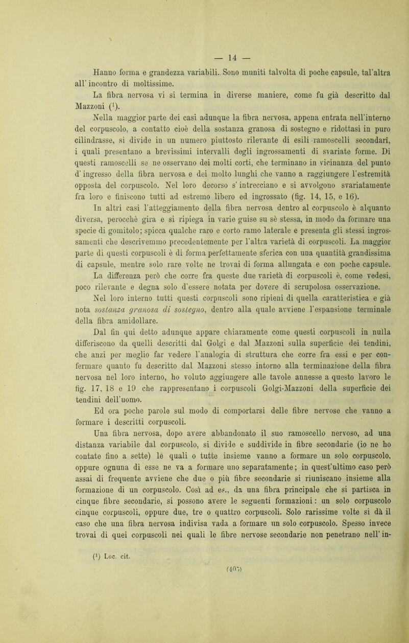 > — 14 — Hanno forma e grandezza variabili. Sono muniti talvolta di poche capsule, tal’altra all’ incontro di moltissime. La fibra nervosa vi si termina in diverse maniere, come fu già descritto dal Mazzoni (J). Nella maggior parte dei casi adunque la fibra nervosa, appena entrata nell’interno del corpuscolo, a contatto cioè della sostanza granosa di sostegno e ridottasi in puro cilindrasse, si divide in un numero piuttosto rilevante di esili ramoscelli secondari, i quali presentano a brevissimi intervalli degli ingrossamenti di svariate forme. Di questi ramoscelli se ne osservano dei molti corti, che terminano in vicinanza del punto d'ingresso della fibra nervosa e dei molto lunghi che vanno a raggiungere l’estremità opposta del corpuscolo. Nel loro decorso s’intrecciano e si avvolgono svariatamente fra loro e finiscono tutti ad estremo libero ed ingrossato (fig. 14, 15, e 16). In altri casi l’atteggiamento della fibra nervosa dentro al corpuscolo è alquanto diversa, perocché gira e si ripiega in varie guise su sè stessa, in modo da formare una specie di gomitolo; spicca qualche raro e corto ramo laterale e presenta gli stessi ingros- samenti che descrivemmo precedentemente per l’altra varietà di corpuscoli. La maggior parte di questi corpuscoli è di forma perfettamente sferica con una quantità grandissima di capsule, mentre solo rare volte ne trovai di forma allungata e con poche capsule. La differenza però che corre fra queste due varietà di corpuscoli è, come vedesi, poco rilevante e degna solo d’essere notata per dovere di scrupolosa osservazione. Nel loro interno tutti questi corpuscoli sono ripieni di quella caratteristica e già nota sostanza granosa di sostegno, dentro alla quale avviene l’espansione terminale della fibra amidollare. Dal fin qui detto adunque appare chiaramente come questi corpuscoli in nulla differiscono da quelli descritti dal Golgi e dal Mazzoni sulla superficie dei tendini, che anzi per meglio far vedere l’analogia di struttura che corre fra essi e per con- fermare quanto fu descritto dal Mazzoni stesso intorno alla terminazione della fibra nervosa nel loro interno, ho voluto aggiungere alle tavole annesse a questo lavoro le fig. 17, 18 e 19 che rappresentano i corpuscoli Golgi-Mazzoni della superficie dei tendini deil’uomo. Ed ora poche parole sul modo di comportarsi delle fibre nervose che vanno a formare i descritti corpuscoli. Una fibra nervosa, dopo avere abbandonato il suo ramoscello nervoso, ad una distanza variabile dal corpuscolo, si divide e suddivide in fibre secondarie (io ne ho contate fino a sette) le quali o tutte insieme vanno a formare un solo corpuscolo, oppure ognuna di esse ne va a formare uno separatamente ; in quest’ultimo caso però assai di frequente avviene che due o più fibre secondarie si riuniscano insieme alla formazione di un corpuscolo. Così ad es., da una fibra principale che si partisca in cinque fibre secondarie, si possono avere le seguenti formazioni : un solo corpuscolo cinque corpuscoli, oppure due, tre o quattro corpuscoli. Solo rarissime volte si dà il caso che una fibra nervosa indivisa vada a formare un solo corpuscolo. Spesso invece trovai di quei corpuscoli nei quali le fibre nervose secondarie non penetrano nell’ in- (*) Loc. cit. fin-,)