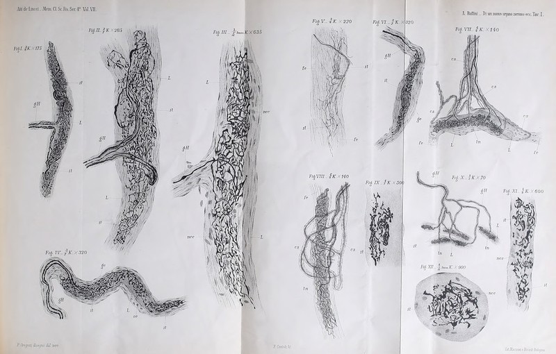 P Gregari, disegno dal A. Ruflini _ Di un nuora organo nervoso ecc. Tav. I.