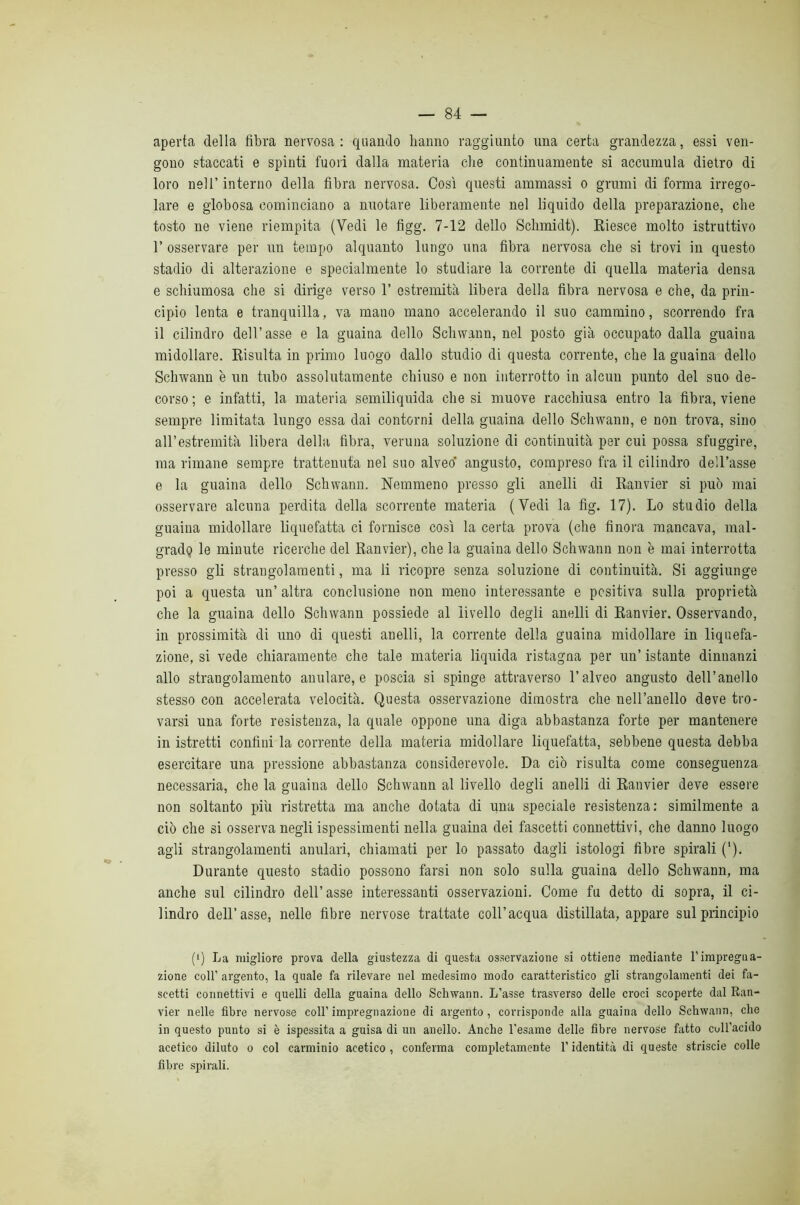 aperta della fibra nervosa: quando hanno raggiunto una certa grandezza, essi ven- gono staccati e spinti fuori dalla materia che continuamente si accumula dietro di loro nell’interno della fibra nervosa. Così questi ammassi o grumi di forma irrego- lare e globosa cominciano a nuotare liberamente nel liquido della preparazione, che tosto ne viene riempita (Vedi le figg. 7-12 dello Schmidt). Riesce molto istruttivo r osservare per un tempo alquanto lungo una fibra nervosa che si trovi in questo stadio di alterazione e specialmente lo studiare la corrente di quella materia densa e schiumosa che si dirige verso 1’ estremità libera della fibra nervosa e che, da prin- cipio lenta e tranquilla, va mano mano accelerando il suo cammino, scorrendo fra il cilindro dell’asse e la guaina dello Schwann, nel posto già occupato dalla guaina midollare. Risulta in primo luogo dallo studio di questa corrente, che la guaina dello Schwann è un tubo assolutamente chiuso e non interrotto in alcun punto del suo de- corso ; e infatti, la materia semiliquida che si muove racchiusa entro la fibra, viene sempre limitata lungo essa dai contorni della guaina dello Schwann, e non trova, sino airestremità libera della fibra, veruna soluzione di continuità per cui possa sfuggire, ma rimane sempre trattenuta nel suo alveo’ angusto, compreso fra il cilindro dell’asse e la guaina dello Schwann. Nemmeno presso gli anelli di Ranvier si può mai osservare alcuna perdita della scorrente materia (Vedi la fig. 17). Lo studio della guaina midollare liquefatta ci fornisce così la certa prova (che finora mancava, mal- grado le minute ricerche del Ranvier), che la guaina dello Schwann non è mai interrotta presso gli strangolamenti, ma li ricopre senza soluzione di continuità. Si aggiunge poi a questa un’ altra conclusione non meno interessante e positiva sulla proprietà che la guaina dello Schwann possiede al livello degli anelli di Ranvier. Osservando, in prossimità di uno di questi anelli, la corrente della guaina midollare in liquefa- zione, si vede chiaramente che tale materia liquida ristagna per un’ istante dinnanzi allo strangolamento anulare, e poscia si spinge attraverso l’alveo angusto dell’anello stesso con accelerata velocità. Questa osservazione dimostra che nell’anello deve tro- varsi una forte resistenza, la quale oppone una diga abbastanza forte per mantenere in istretti confini la corrente della materia midollare liquefatta, sebbene questa debba esercitare una pressione abbastanza considerevole. Da ciò risulta come conseguenza necessaria, che la guaina dello Schwann al livello degli anelli di Ranvier deve essere non soltanto più ristretta ma anche dotata di una speciale resistenza: similmente a ciò che si osserva negli ispessimenti nella guaina dei fascetti connettivi, che danno luogo agli strangolamenti anulari, chiamati per lo passato dagli istologi fibre spirali (*). Durante questo stadio possono farsi non solo sulla guaina dello Schwann, ma anche sul cilindro dell’asse interessanti osservazioni. Come fu detto di sopra, il ci- lindro dell’asse, nelle fibre nervose trattate coll’acqua distillata, appare sul principio (i) La migliore prova della giustezza di questa osservazione si ottiene mediante Timpregua- zione coir argento, la quale fa rilevare nel medesimo modo caratteristico gli strangolamenti dei fa- scetti connettivi e quelli della guaina dello Schwann. L’asse trasverso delle croci scoperte dal Ran- vier nelle fibre nervose coll’ impregnazione di argento, corrisponde alla guaina dello Schwann, che in questo punto si è ispessita a guisa di un anello. Anche l’esame delle fibre nervose fatto coll’acido acetico diluto o col carminio acetico, conferma completamente l’identità di queste striscio colle fibre spirali.