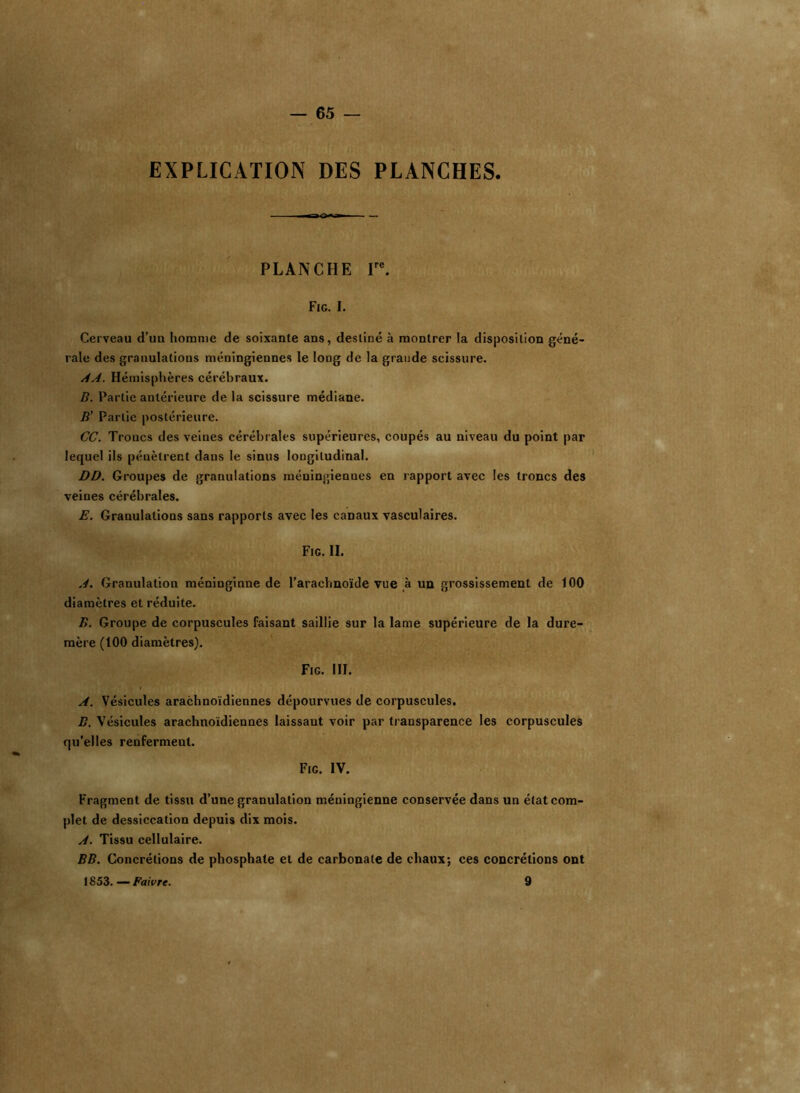 — 65 EXPLICATION DES PLANCHES. PLANCHE Ve. Fie. I. Cerveau d’uu homme de soixante ans, destiné à montrer la disposition géné- rale des granulations méningiennes le long de la grande scissure. AA. Hémisphères cérébraux. B. Partie antérieure de la scissure médiane. B' Partie postérieure. CC. Troues des veines cérébrales supérieures, coupés au niveau du point par lequel ils pénètrent dans le sinus longitudinal. DD. Groupes de granulations méuingienucs en rapport avec les troncs des veines cérébrales. E. Granulations sans rapports avec les canaux vasculaires. Fig. II. A. Granulation méninginne de l’arachnoïde vue à un grossissement de 100 diamètres et réduite. B. Groupe de corpuscules faisant saillie sur la lame supérieure de la dure- mère (100 diamètres). Fig. III. A. Vésicules arachnoïdiennes dépourvues de corpuscules. B. Vésicules arachnoïdiennes laissant voir par transparence les corpuscules qu’elles renferment. Fig. IV. Fragment de tissu d’une granulation méningienne conservée dans un état com- plet de dessiccation depuis dix mois. A. Tissu cellulaire. BB. Concrétions de phosphate et de carbonate de chaux; ces concrétions ont