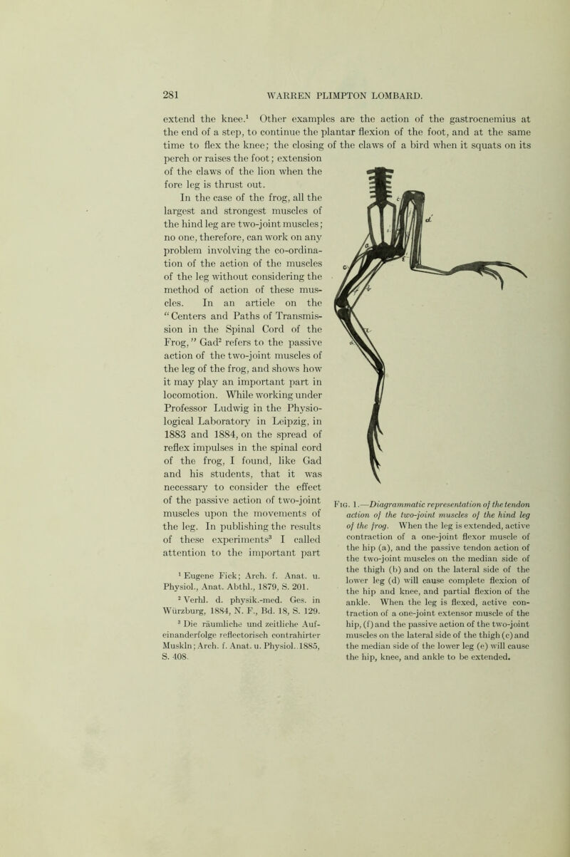 extend the knee.1 Other examples are the action of the gastrocnemius at the end of a step, to continue the plantar flexion of the foot, and at the same time to flex the knee; the closing perch or raises the foot; extension of the claws of the lion when the fore leg is thrust out. In the case of the frog, all the largest and strongest muscles of the hind leg are two-joint muscles; no one, therefore, can work on any problem involving the co-ordina- tion of the action of the muscles of the leg without considering the method of action of these mus- cles. In an article on the “ Centers and Paths of Transmis- sion in the Spinal Cord of the Frog,” Gad2 refers to the passive action of the two-joint muscles of the leg of the frog, and shows how it may play an important part in locomotion. While working under Professor Ludwig in the Physio- logical Laboratory in Leipzig, in 1883 and 1884, on the spread of reflex impulses in the spinal cord of the frog, I found, like Gad and his students, that it was necessary to consider the effect of the passive action of two-joint muscles upon the movements of the leg. In publishing the results of these experiments3 I called attention to the important part 1 Eugene Fick; Arch. f. Anat. u. Physiol., Anat. Abthl., 1879, S. 201. 2 Verhl. d. physik.-med. Ges. in Wurzburg, 1884, N. F., Bd. 18, S. 129. 3 Die raumliche und zeitliche Auf- einanderfolge reflectorisch contrahirter Muskln; Arch. f. Anat. u. Physiol. 1885, S. 408. of the claws of a bird when it squats on its Fig. 1.—Diagrammatic representation of the tendon action of the two-joint muscles of the hind leg of the frog. When the leg is extended, active contraction of a one-joint flexor muscle of the hip (a), and the passive tendon action of the two-joint muscles on the median side of the thigh (b) and on the lateral side of the lower leg (d) will cause complete flexion of the hip and knee, and partial flexion of the ankle. When the leg is flexed, active con- traction of a one-joint extensor muscle of the hip, (f)and the passive action of the two-joint muscles on the lateral side of the thigh (c) and the median side of the lower leg (e) will cause the hip, knee, and ankle to be extended.