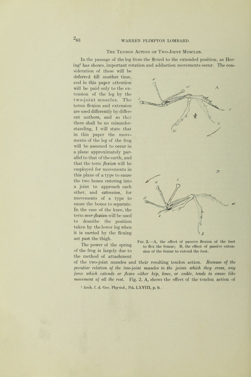 The Tendon Action of Two-Joint Muscles. In the passage of the leg from the flexed to the extended position, as Her- ing1 has shown, important rotation and adduction movements occur. The con- sideration of these will be deferred till another time, _ and in this paper attention will be paid only to the ex- tension of the leg by the two-joint muscles. The terms flexion and extension are used differently by differ- ent authors, and so that there shall be no misunder- standing, I will state that in this paper the move- ments of the leg of the frog will be assumed to occur in a plane approximately par- allel to that of the earth, and that the term flexion will be employed for movements in this plane of a type to cause the two bones entering into a joint to approach each other, and extension, for movements of a type to cause the bones to separate. In the case of the knee, the term over-flexion will be used to describe the position taken by the lower leg when it is carried by the flexing act past the thigh. The power of the spring of the frog is largely due to the method of attachment of the two-joint muscles and their resulting tendon action. Because of the -peculiar relation of the two-joint muscles to the joints which they cross, any force which extends or flexes either hip, knee, or ankle, tends to cause like movement of all the rest. Fig. 2, A, shows the effect of the tendon action of Fig. 2.—A, the effect of passive flexion of the foot to flex the femur; B, the effect of passive exten- sion of the femur to extend the foot.