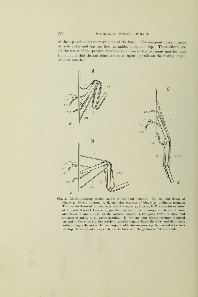 of the hip and ankle; there are none of the knee. The one-joint flexor muscles of both ankle and hip can flex the ankle, knee, and hip. These effects are all the result of the passive, tendon-like action of the two-joint muscles, and the amount that distant joints are acted upon depends on the resting length of these muscles. Fig. 3.—Model showing tendon action of two-joint muscles. II, one-joint flexor of hip, e. g., iliacus internus; A M, one-joint extensor of hip, e. g., adductor magnus; T, two-joint flexor of hip and extensor of knee, e. g., triceps; G M, two-joint extensor of hip and flexor of knee, e. g., gracilis magnus; T A L, two-joint extensor of knee and flexor of ankle, e. g., tibialis anticus longus; G, two-joint flexor of knee and extensor of ankle, e. g., gastrocnemius. If the one-joint iliacus internus is pulled on and it flexes the hip, the two-joint gracilis magnus flexes the knee and the tibialis anticus longus the ankle. If the one-joint adductor magnus is pulled on and it extends the hip, the two-joint triceps extends the knee and the gastrocnemius the ankle.
